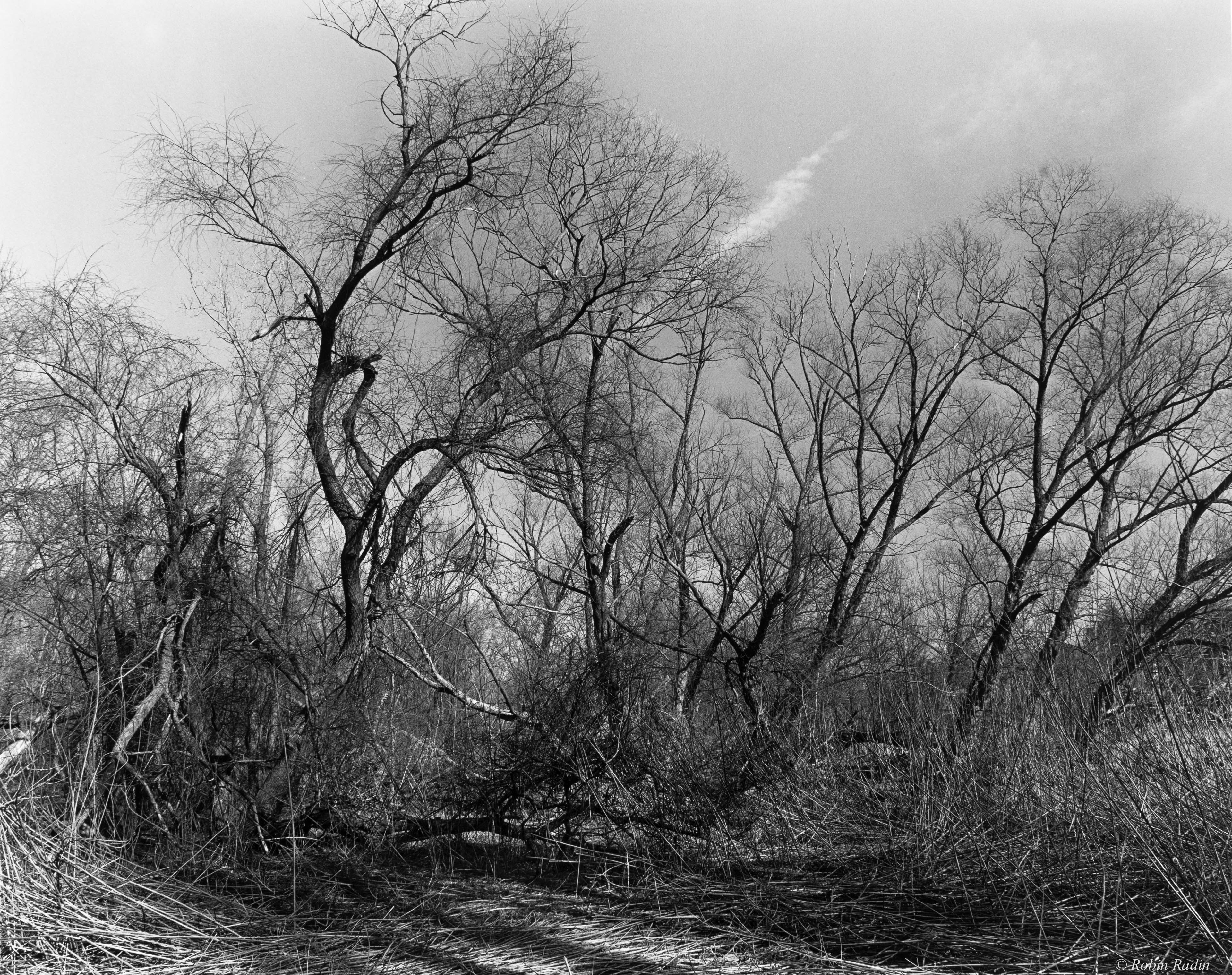 Bussey Brook Meadow #4, Arnold Arboretum, Jamaica Plain, MA.
