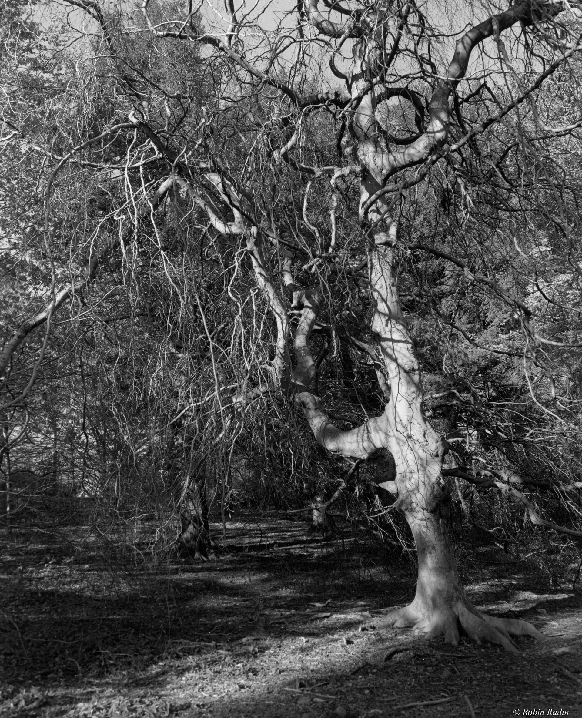Beech Tree #2, Arnold Arboretum, Jamaica Plain, MA.