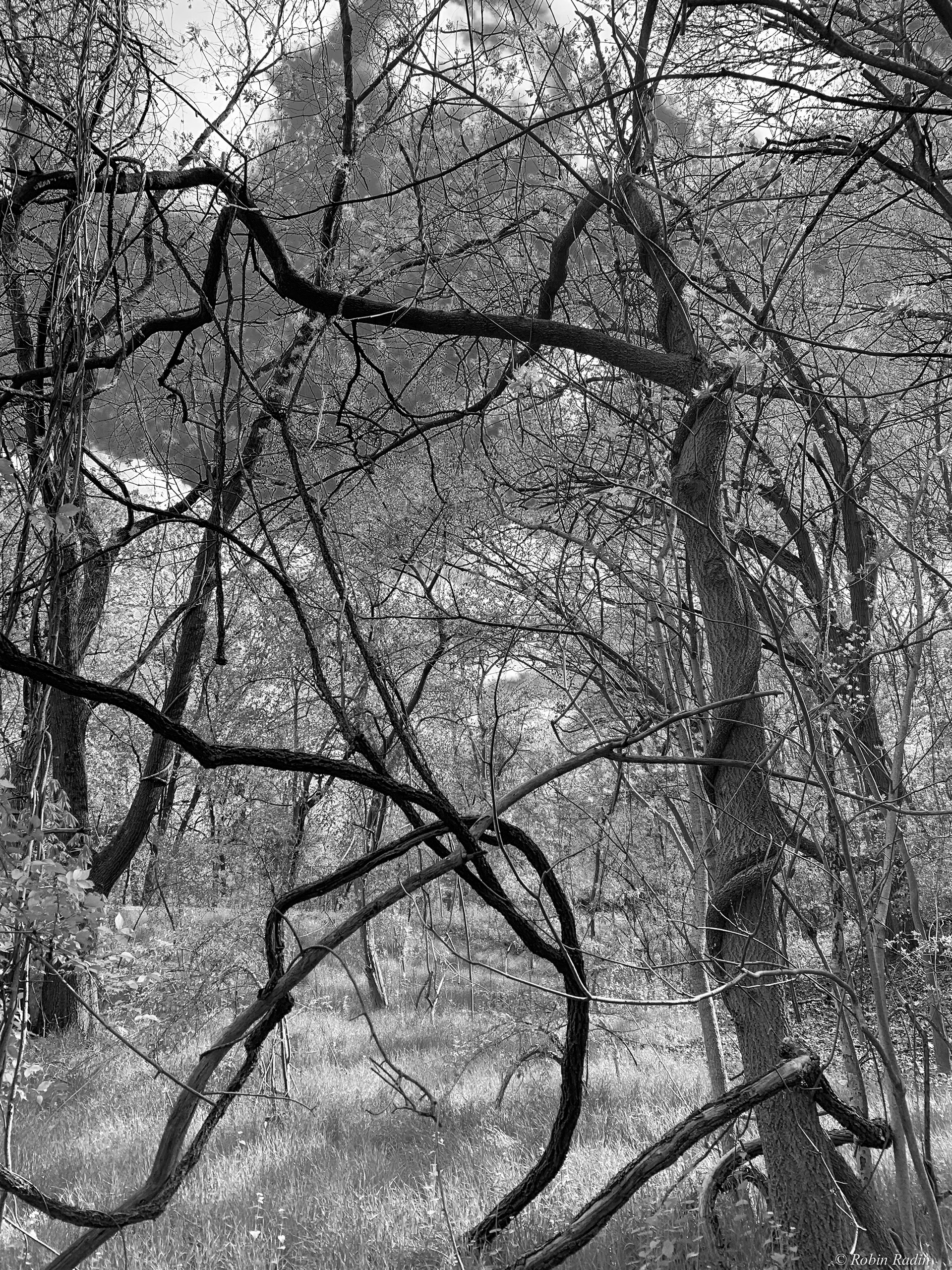 Entangled, Bussey Brook Meadow, Arnold Arboretum, Jamaica Plain, MA.