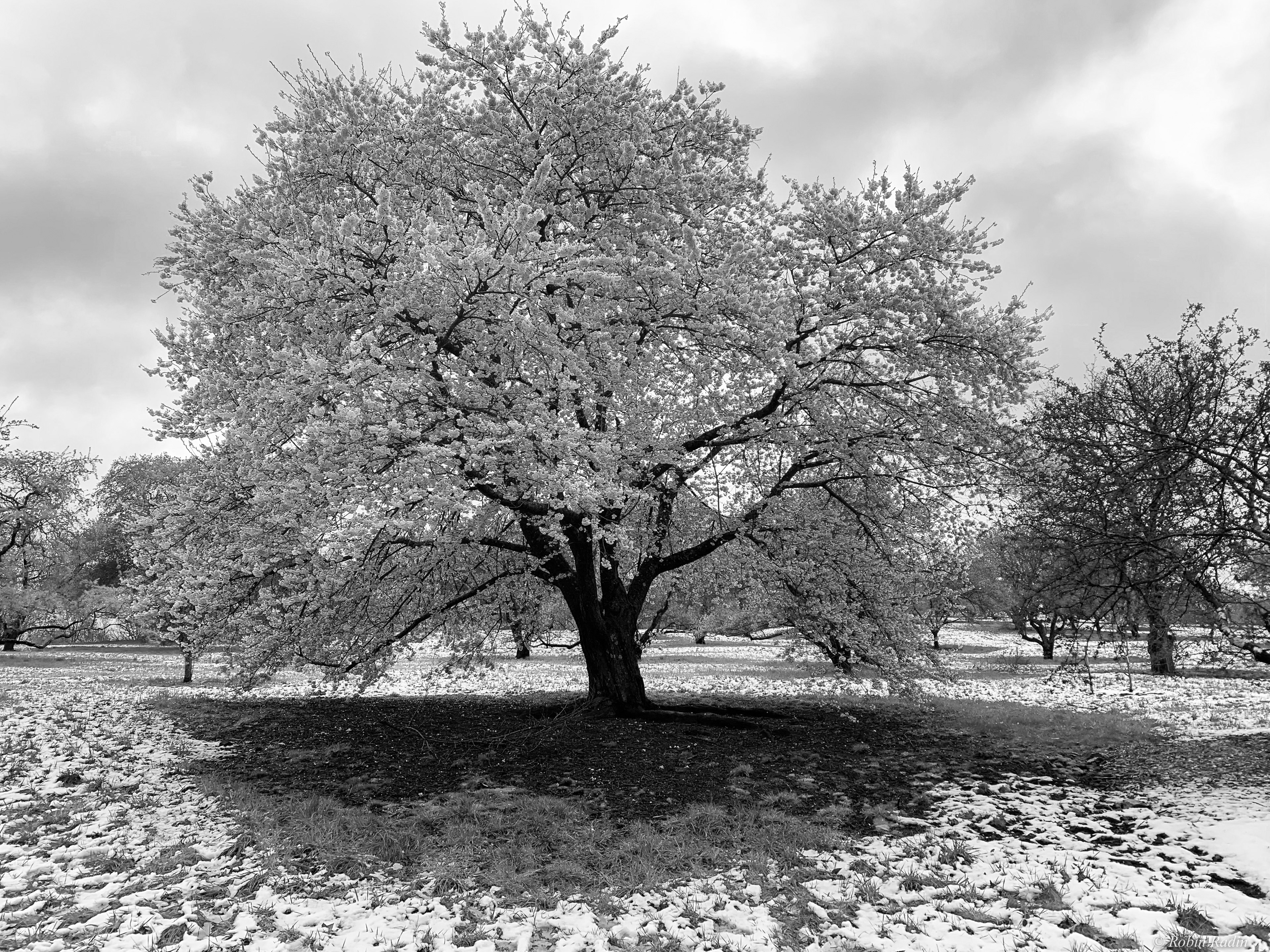 Cherry Tree in Snow, Arnold Arboretum, Jamaica Plain, MA.