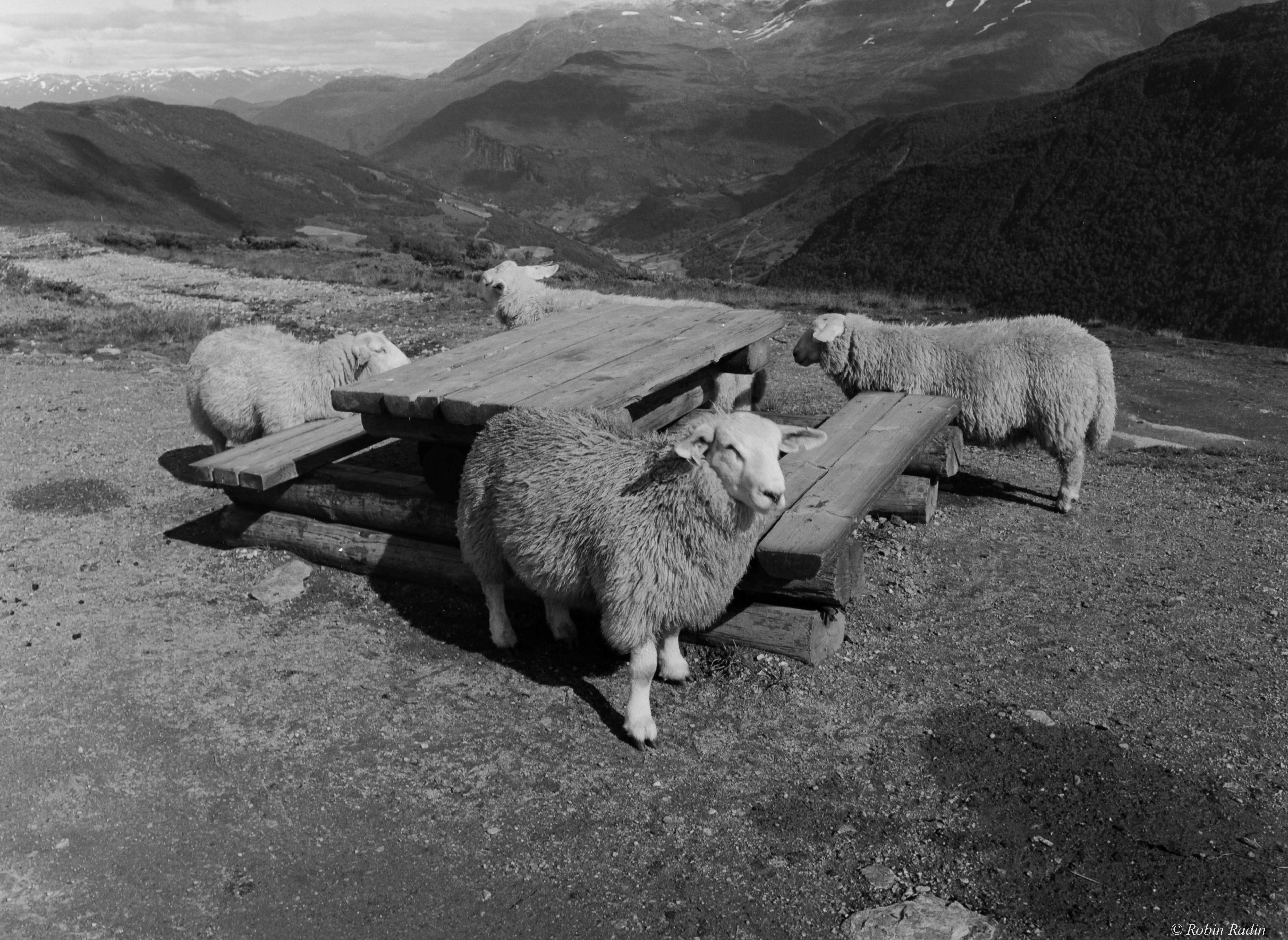 Sheep, Balestrand, Norway.