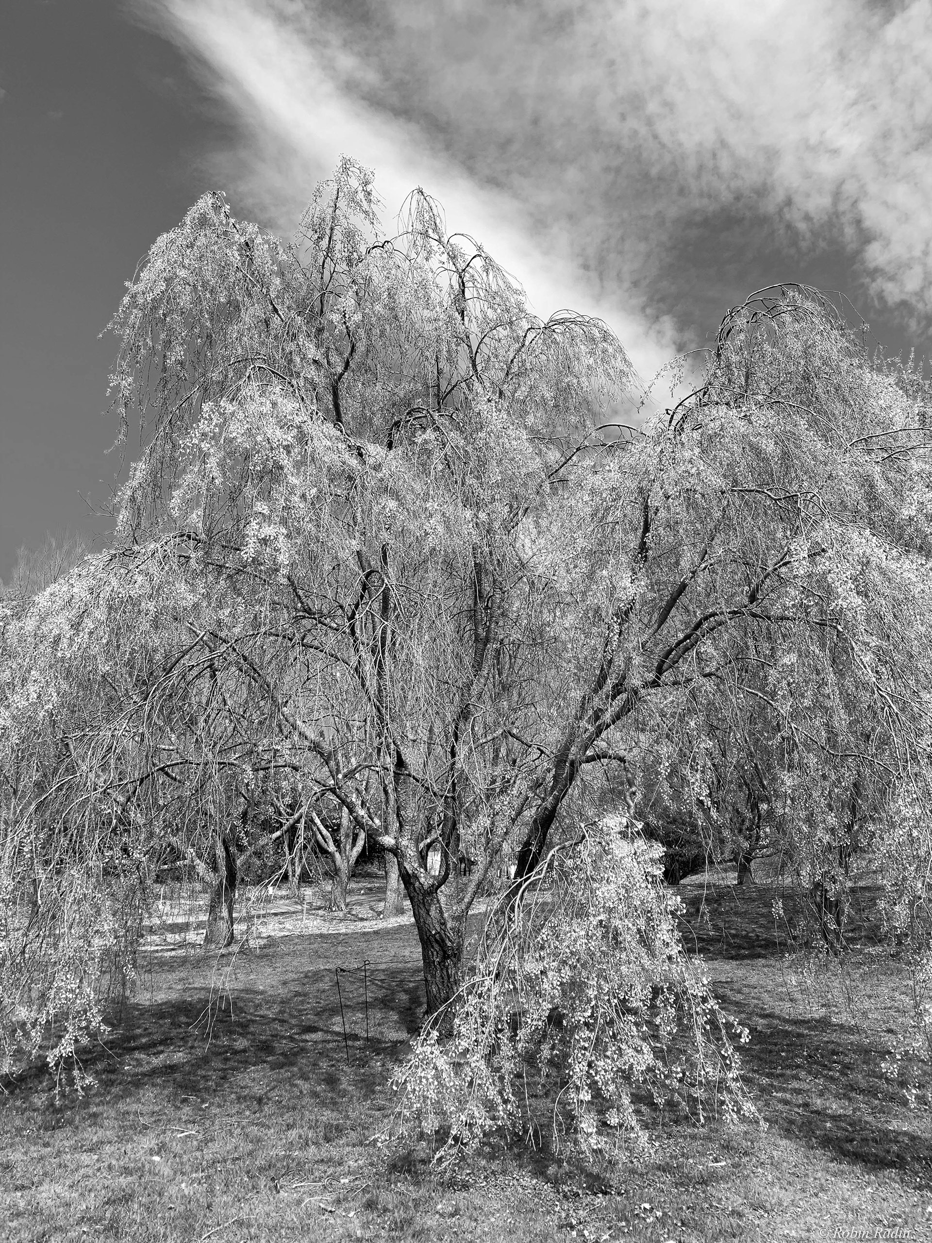 Cherry Tree #1, Arnold Arboretum