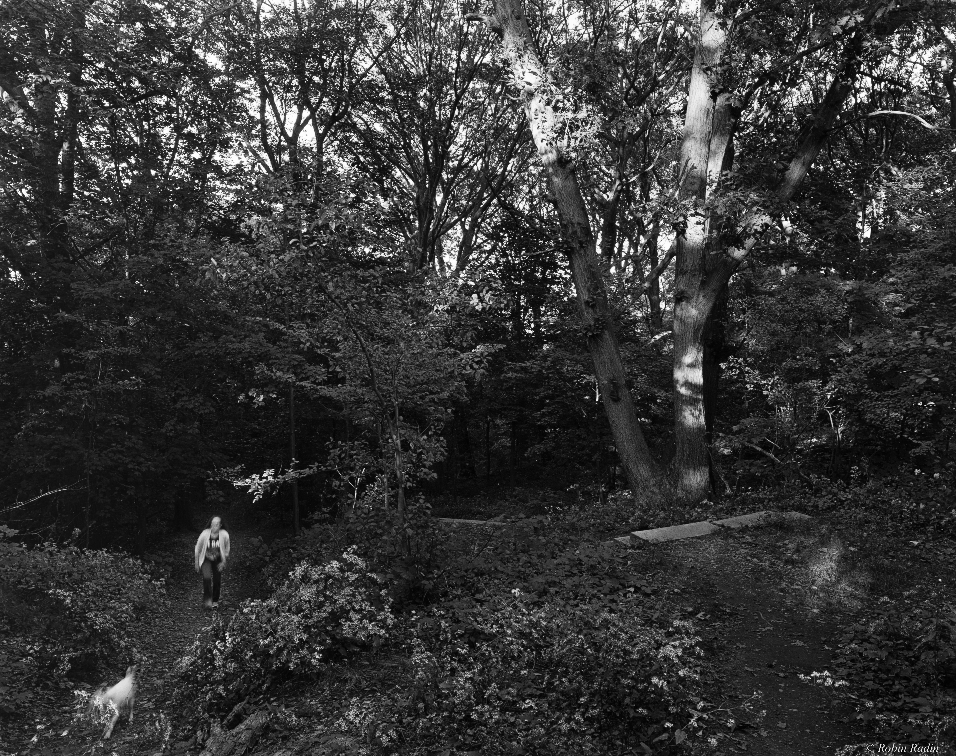 Woodland Ascent, Olmsted Park, Jamaica Plain, MA.