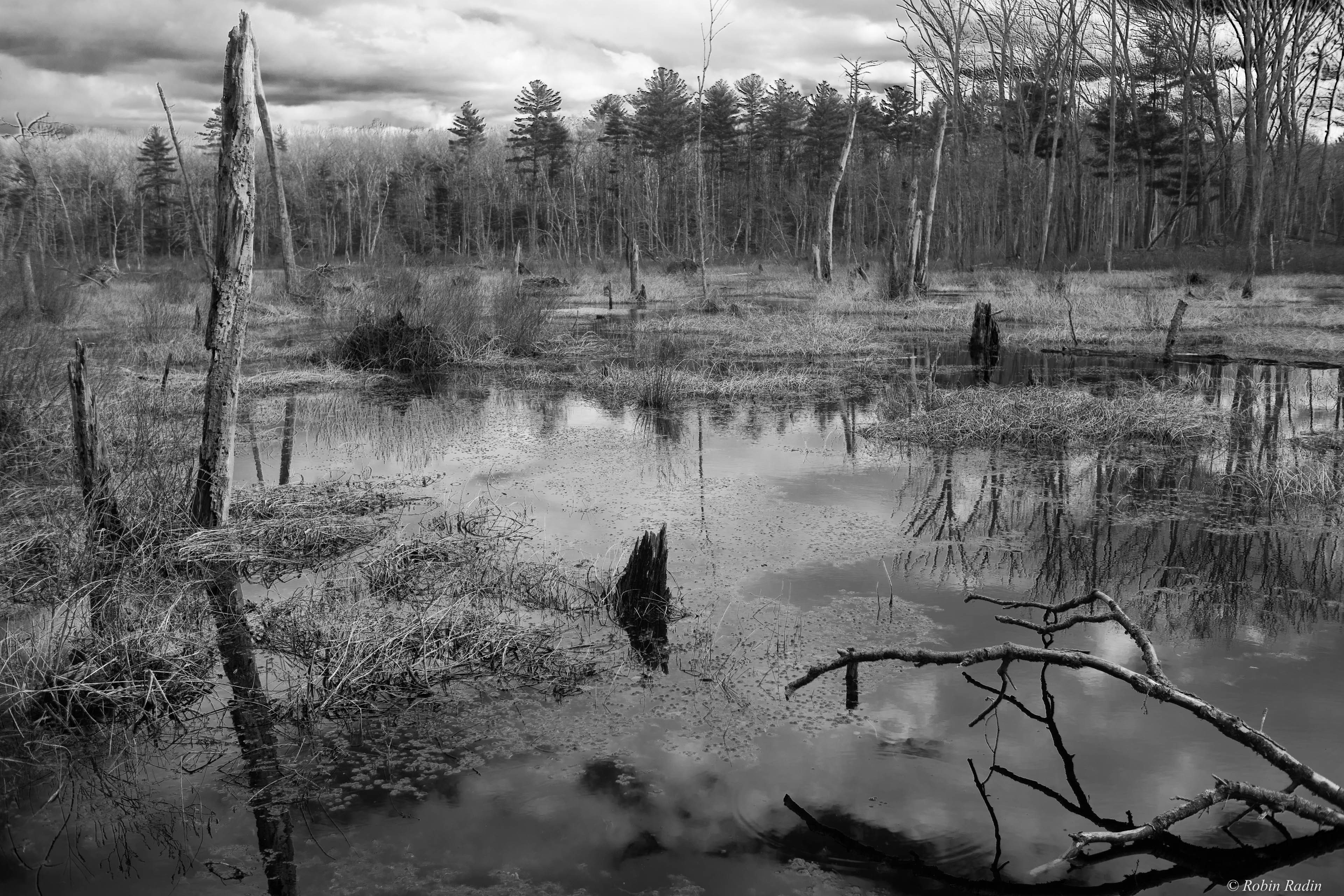 Swamp, Harold Parker State Park, Andover MA.