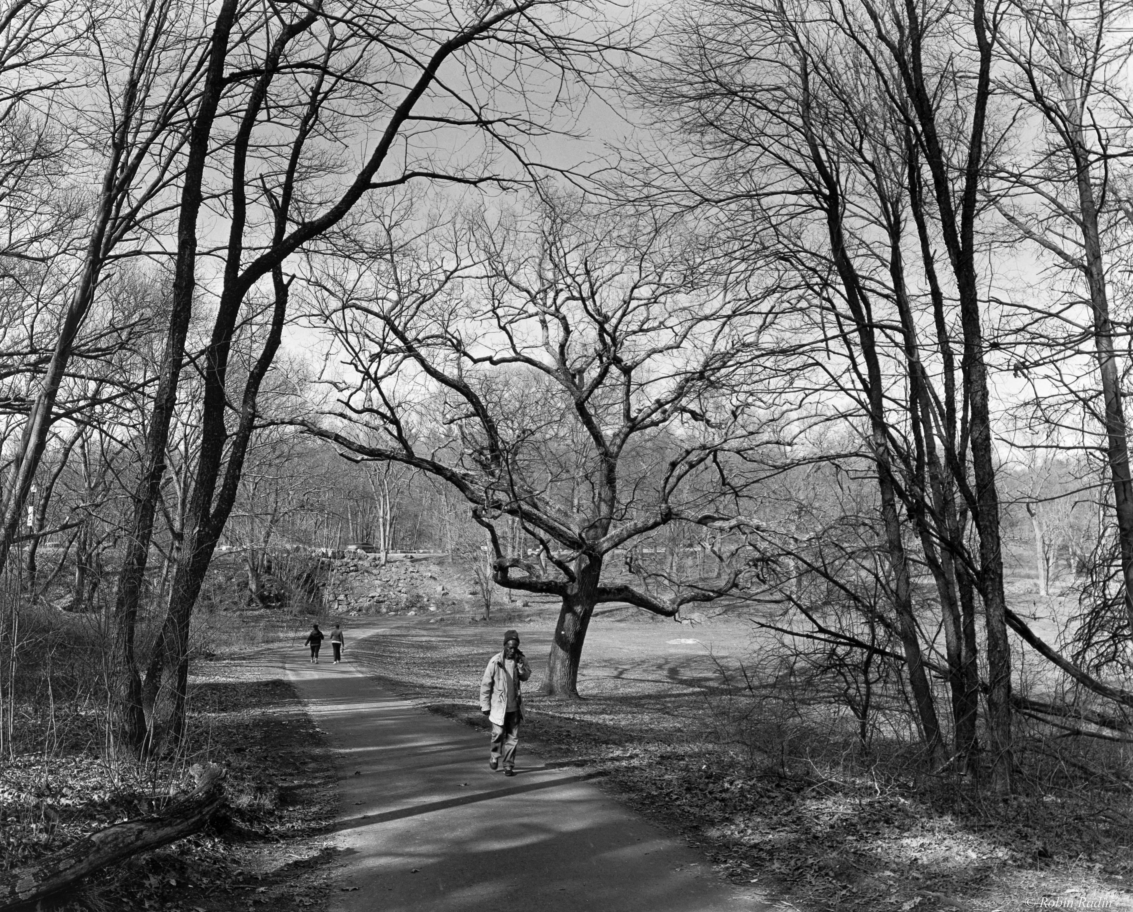 Pathway. Franklin Park, Jamaica Plain, MA.