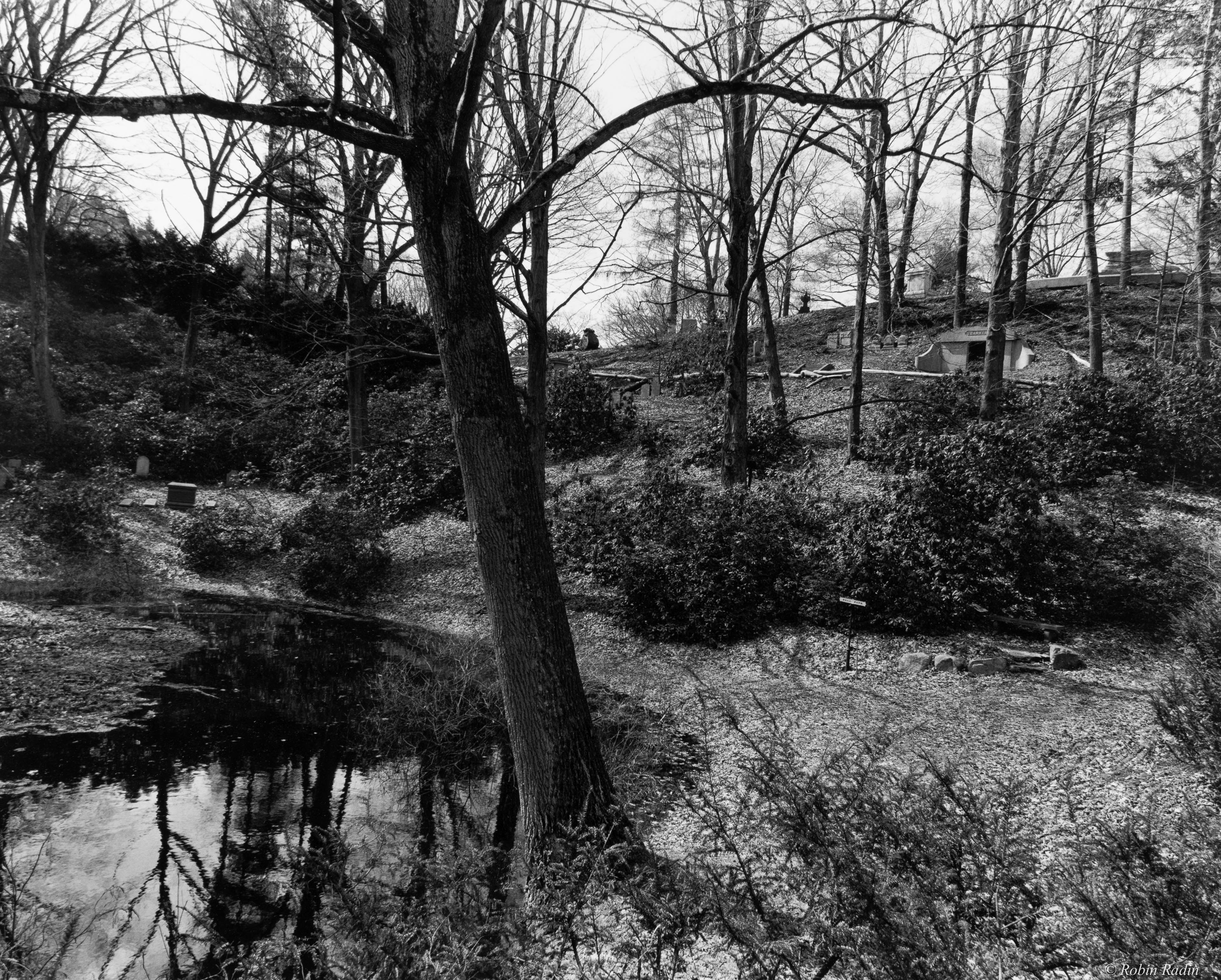 Pond #2, Consecration Dell, Mount Auburn Cemetery, Cambridge, MA.