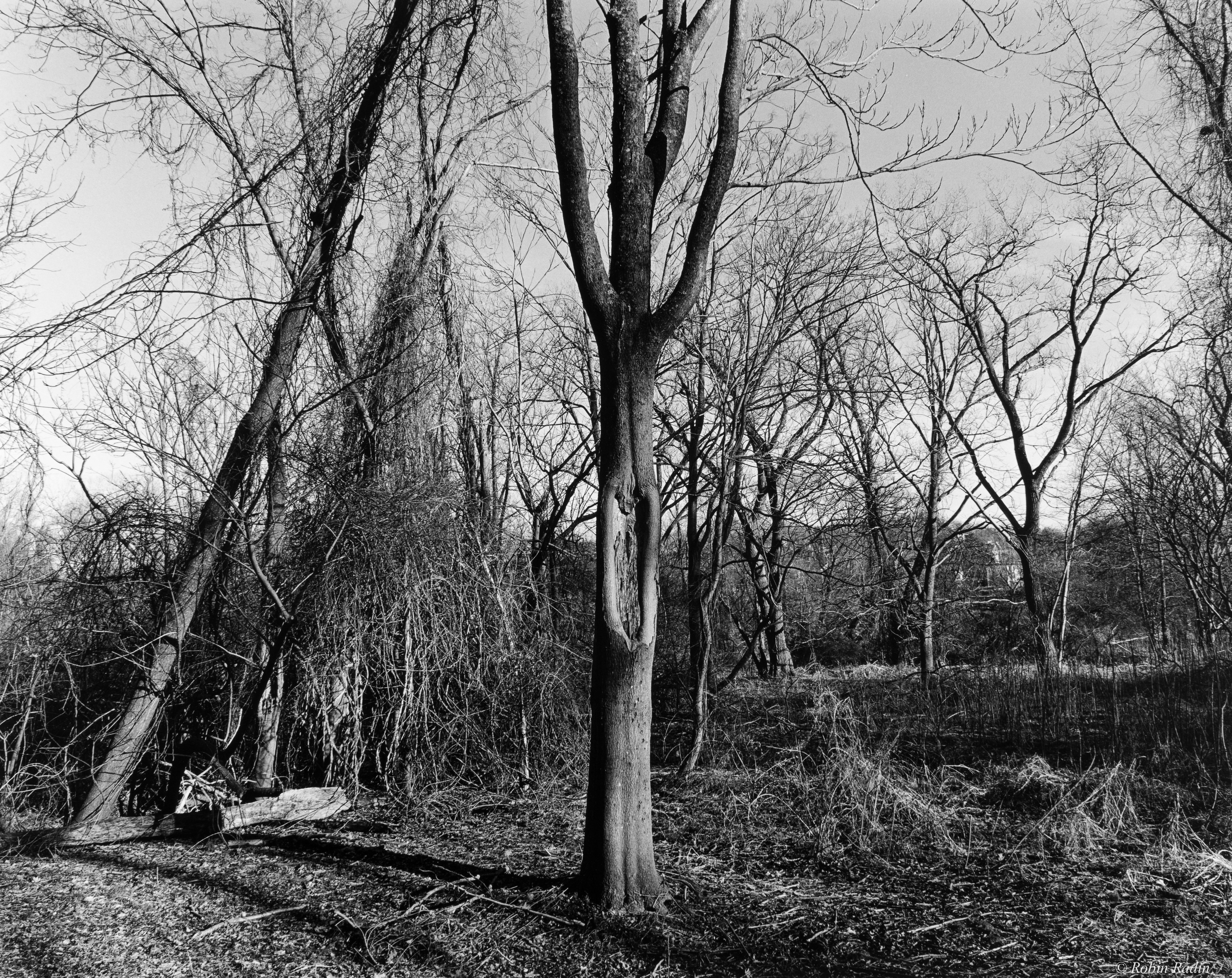 Bussey Brook Meadow #3, Arnold Arboretum, Jamaica Plain, MA.