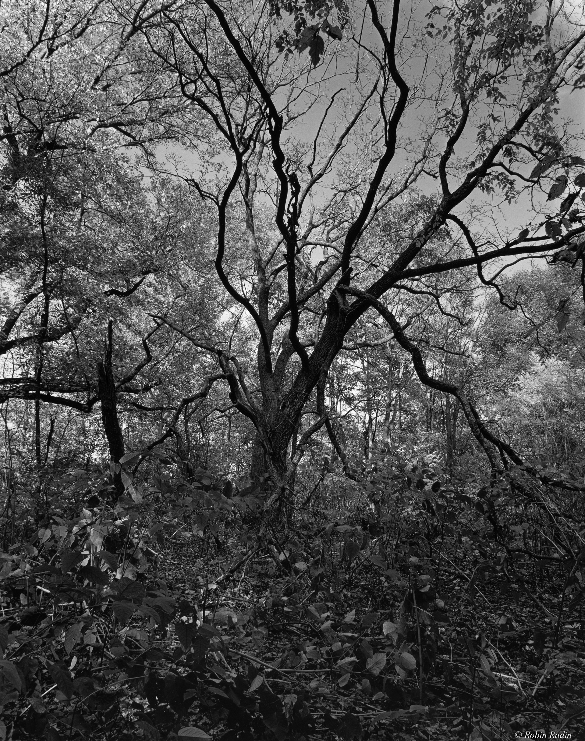Woodlands, Olmsted Park, Jamaica Plain, MA.