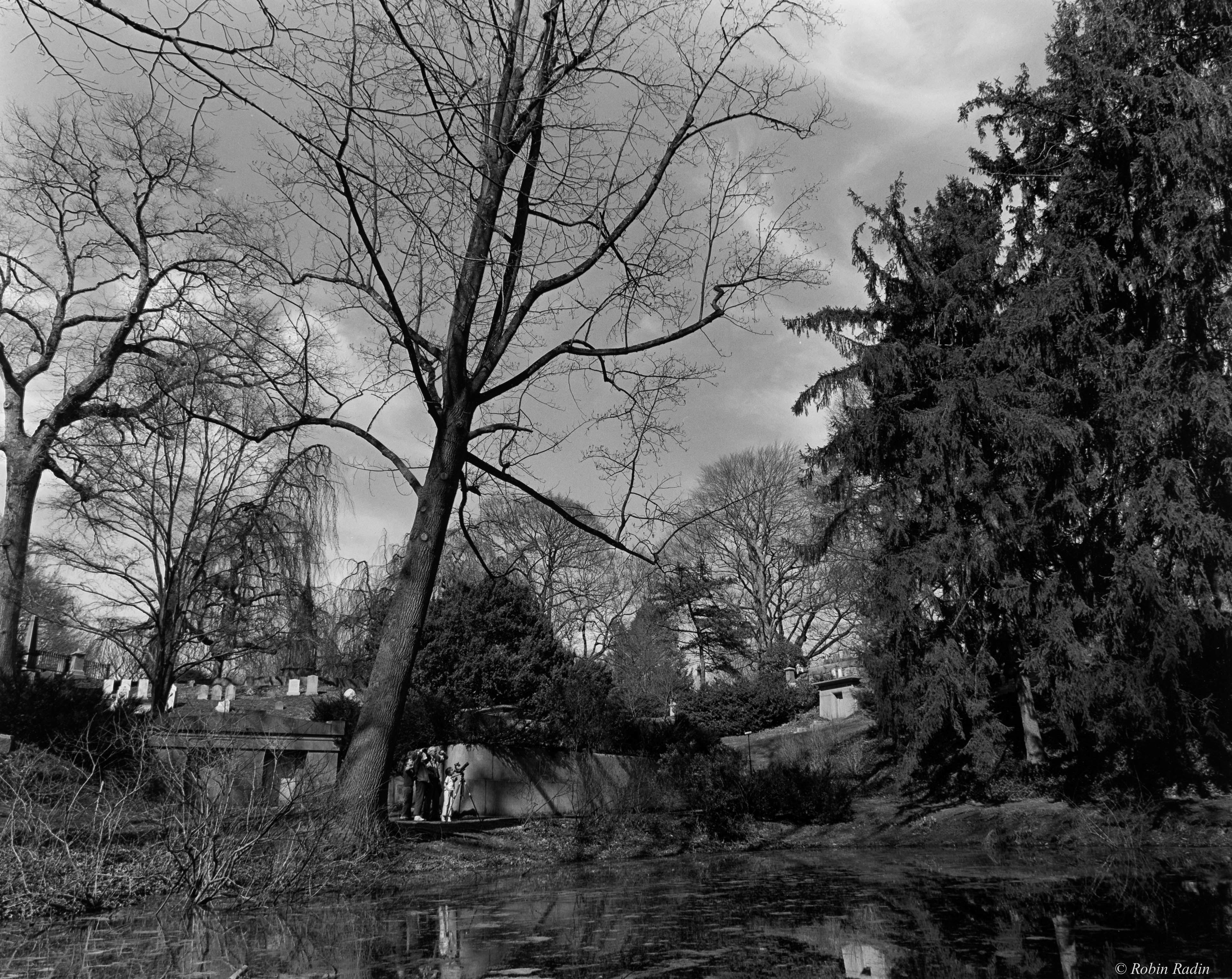 Consecration Dell, Mount Auburn Cemetery, Cambridge, MA.