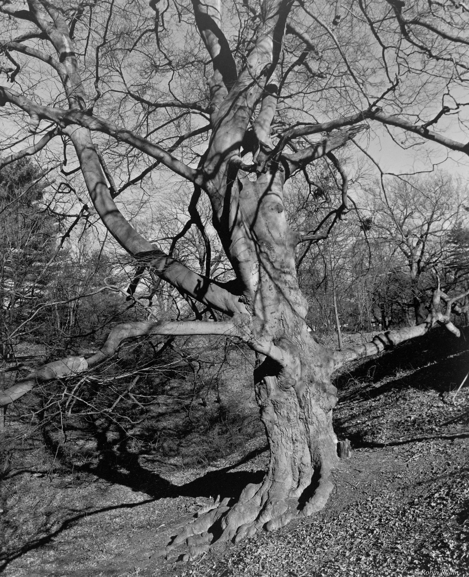 Beech Tree #1, Pinebank Promontory, Jamaica Pond, Jamaica Plain, MA.