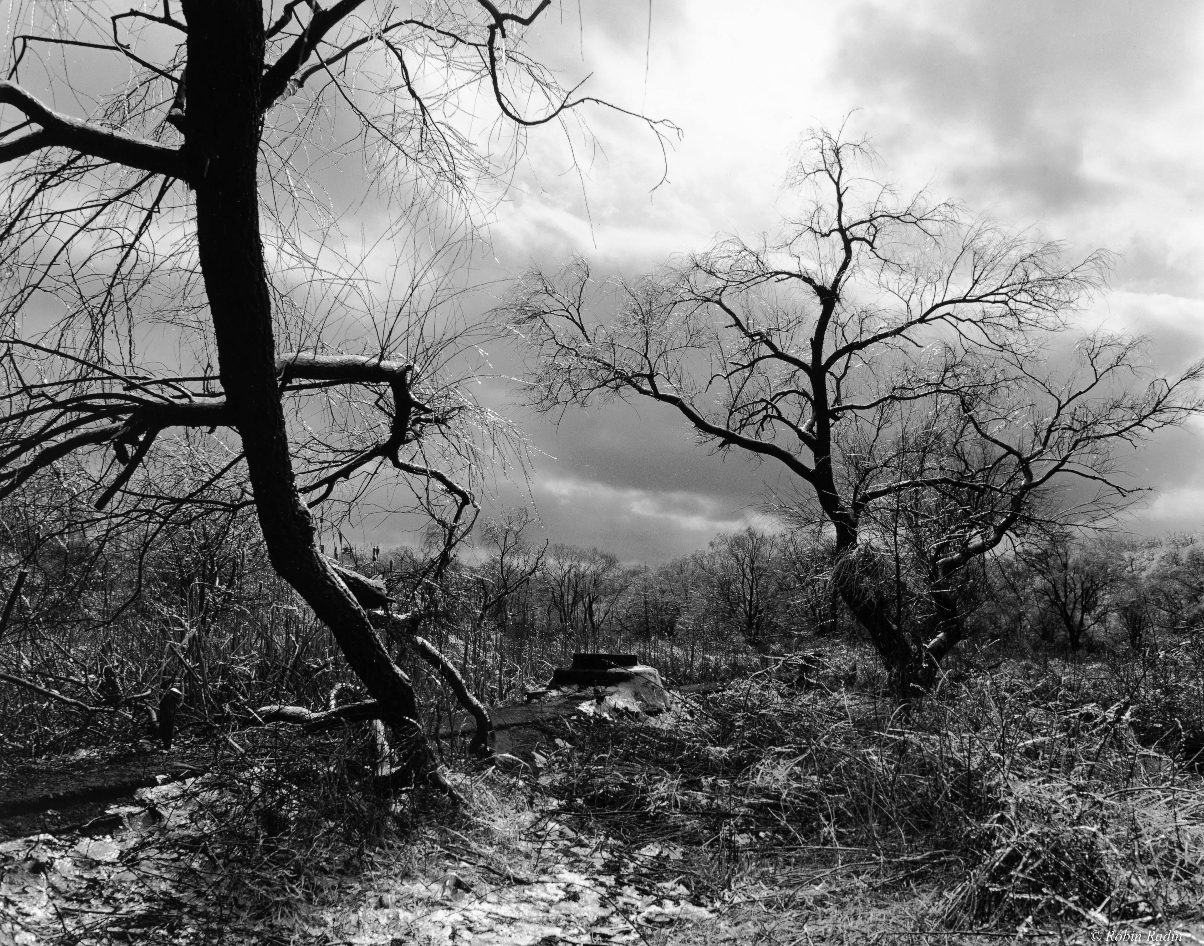 Ice Storm, Arnold Arboretum, Jamaica Plain, MA.
