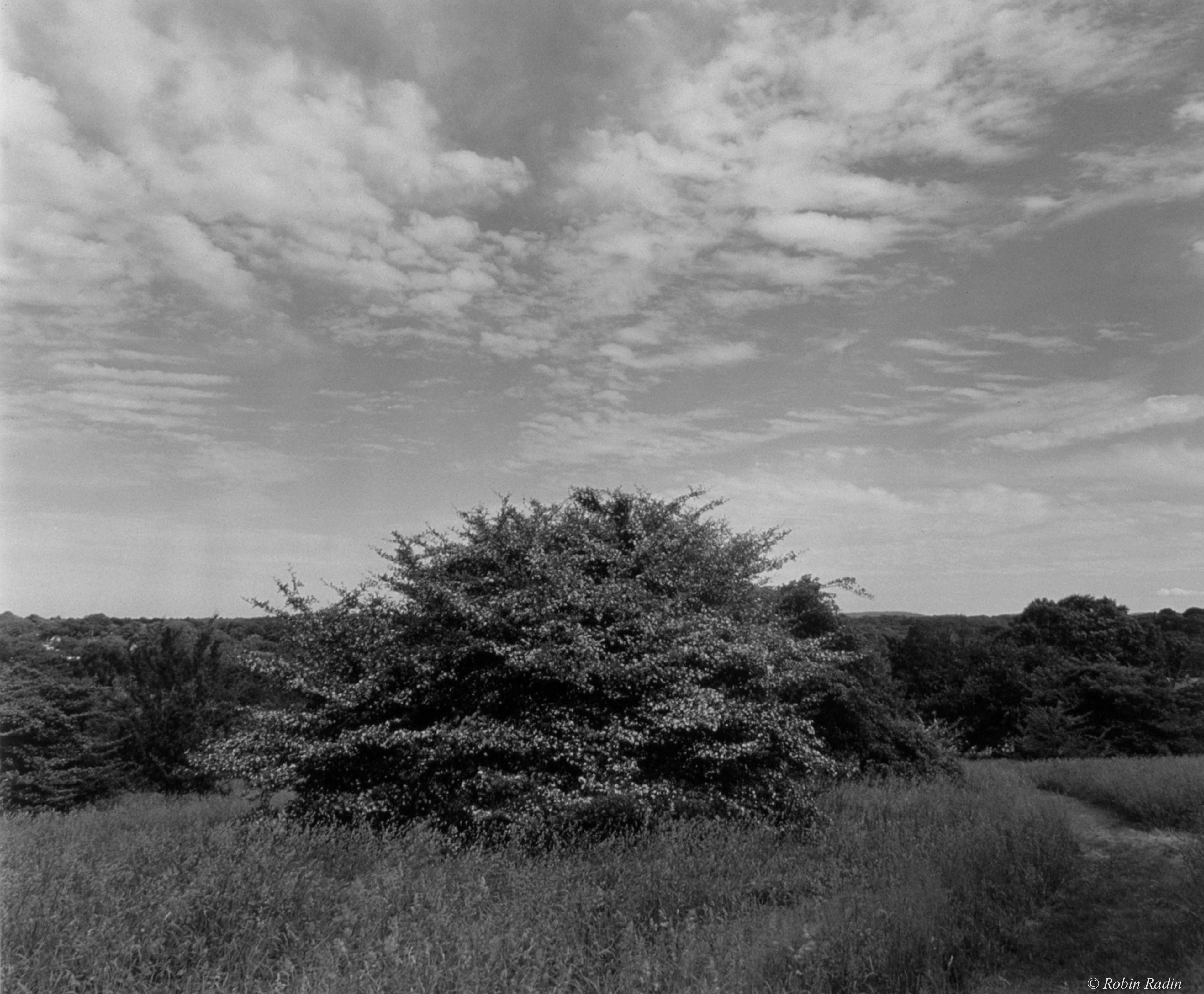 Peter’s Hill #2, Arnold Arboretum, Jamaica Plain, MA.