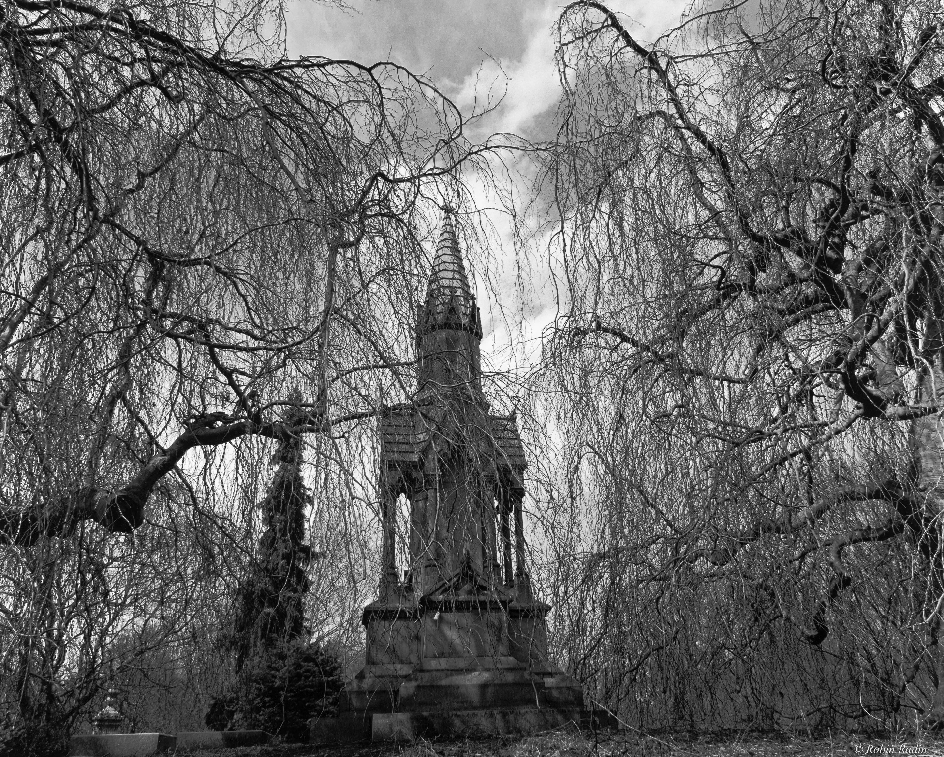 Monument and Beech Tree, Mount Auburn Cemetery, Cambridge, MA.