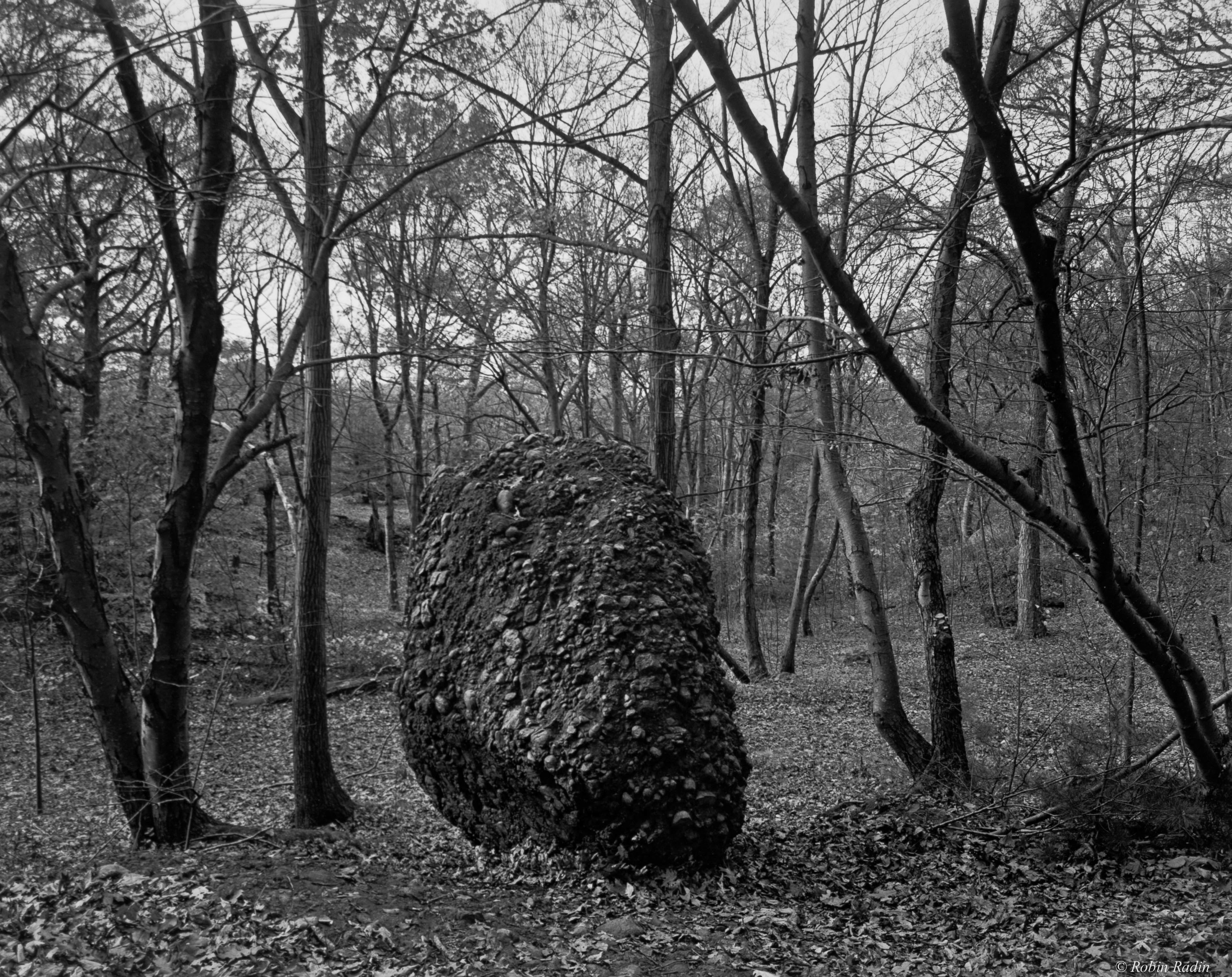 Puddingstone #1, Franklin Park, Jamaica Plain, MA.