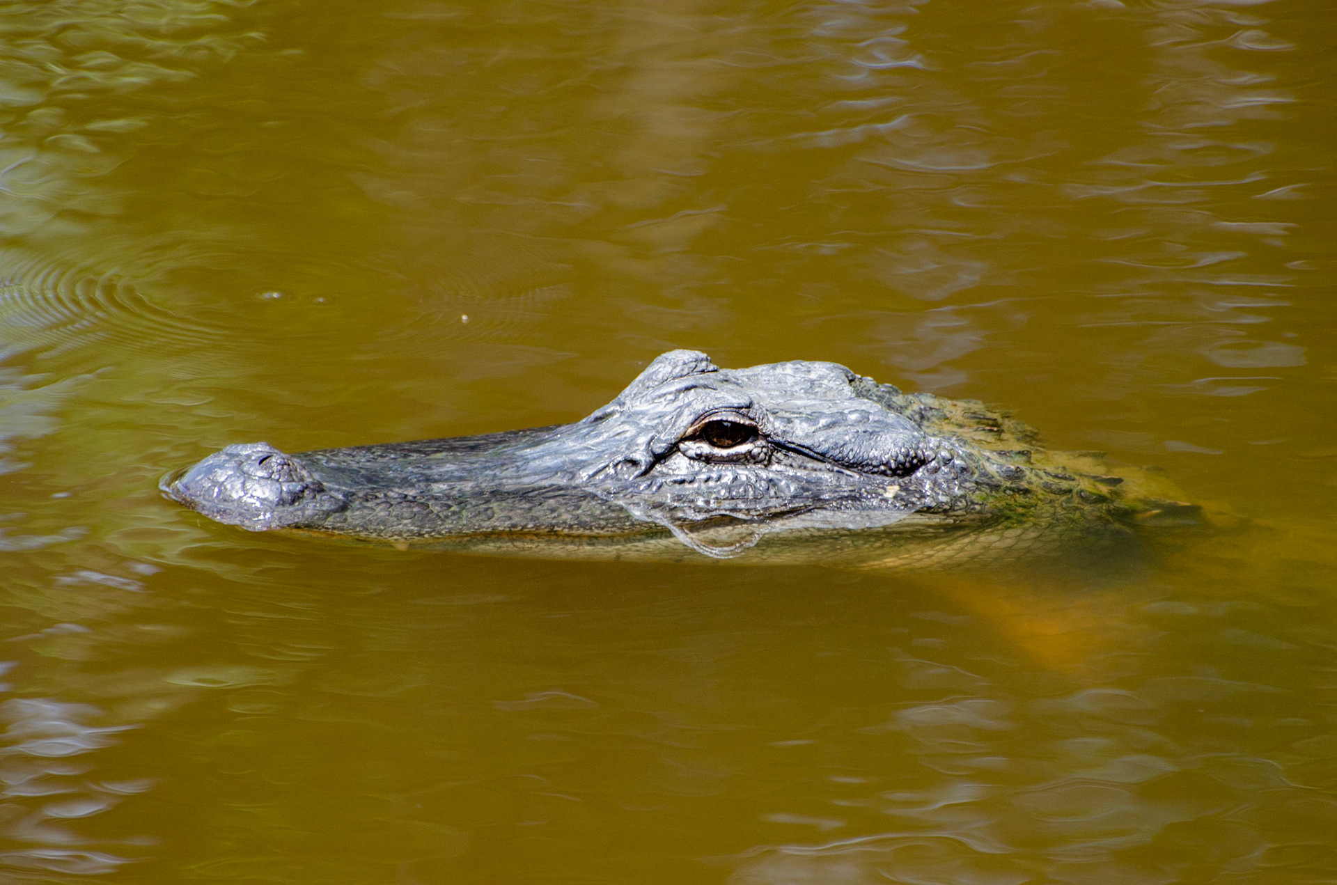 Alligator som holder øje med os