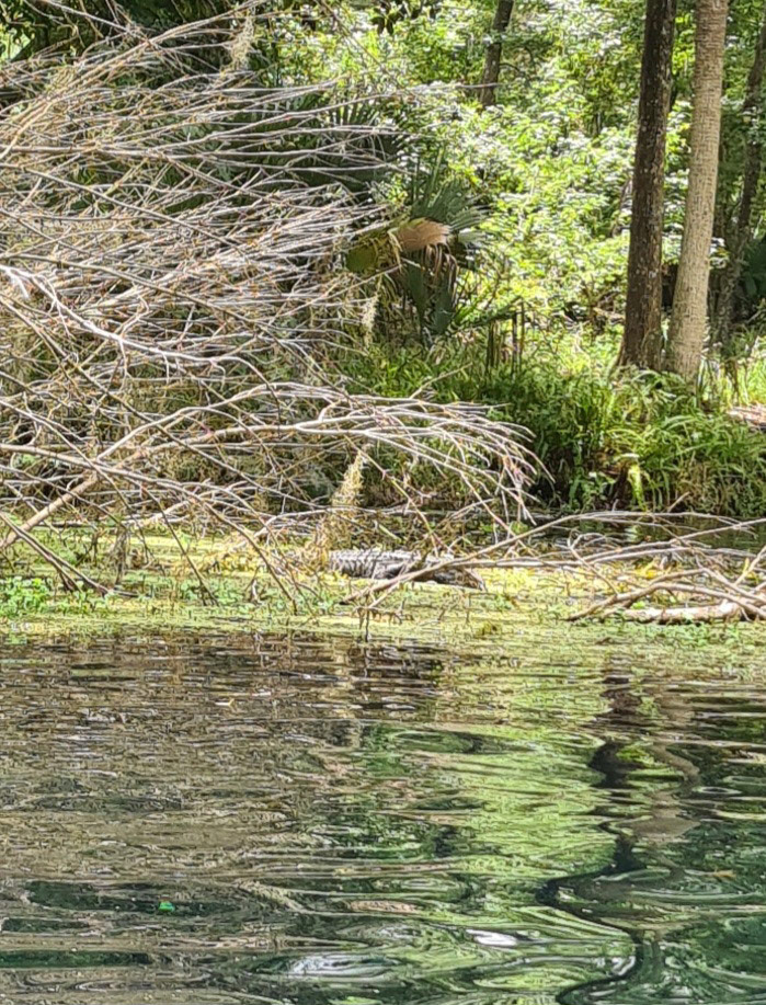 Dårlig kvalitet, men det er altså den lille alligator...
