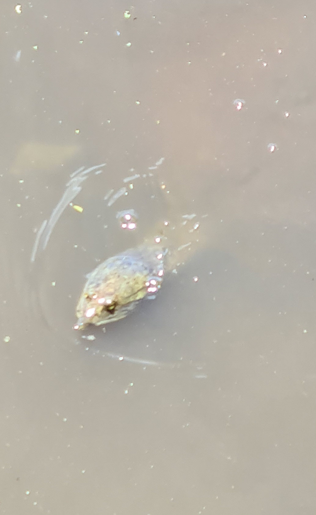 Nysgerrig skildpadde som gerne vil tæt på båden.