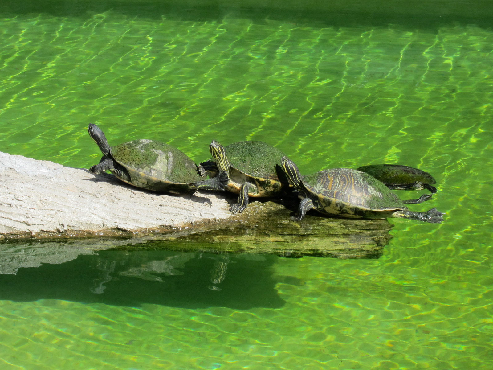 Skildpadder der soler sig