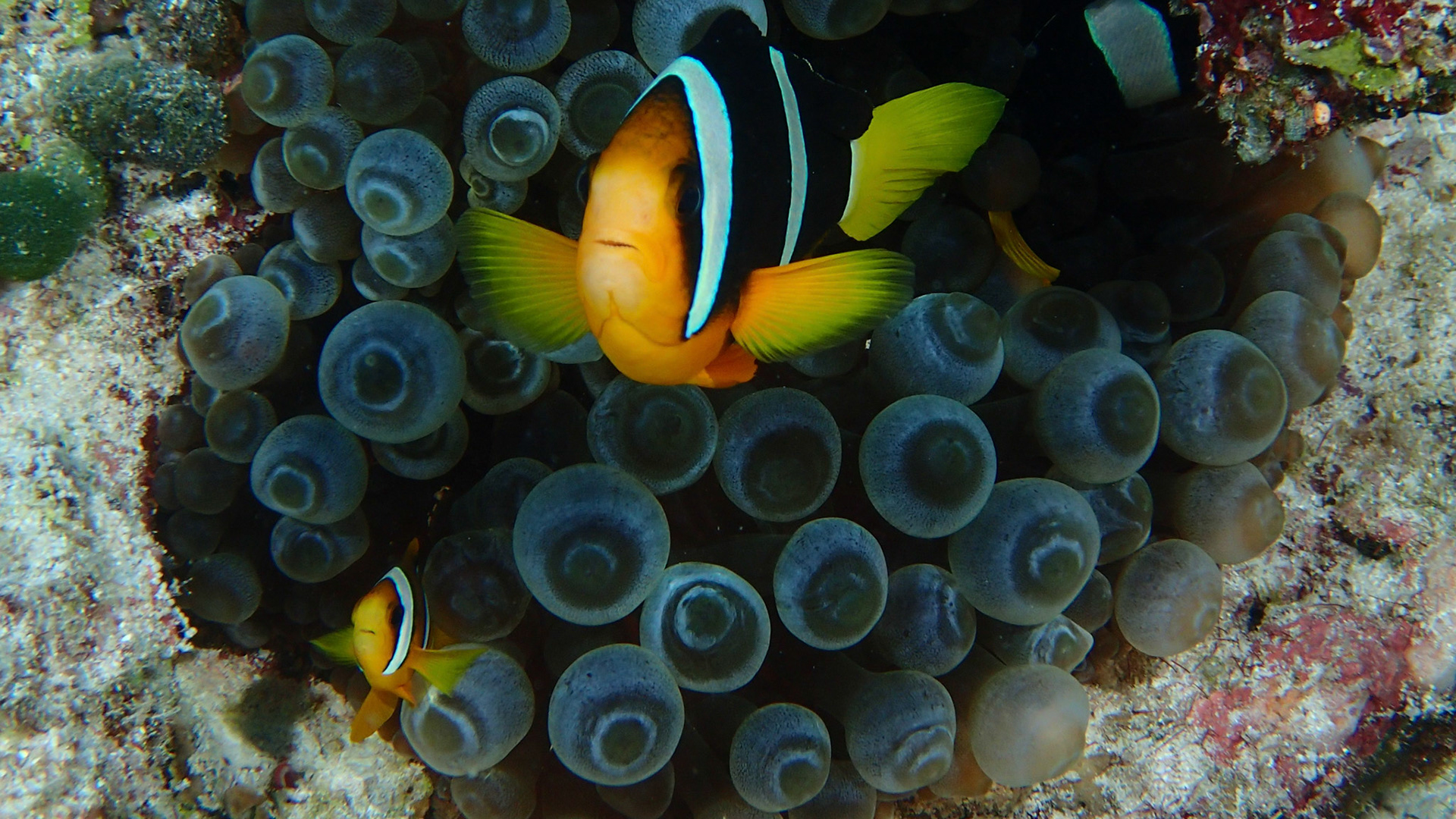 Nemo i anemone