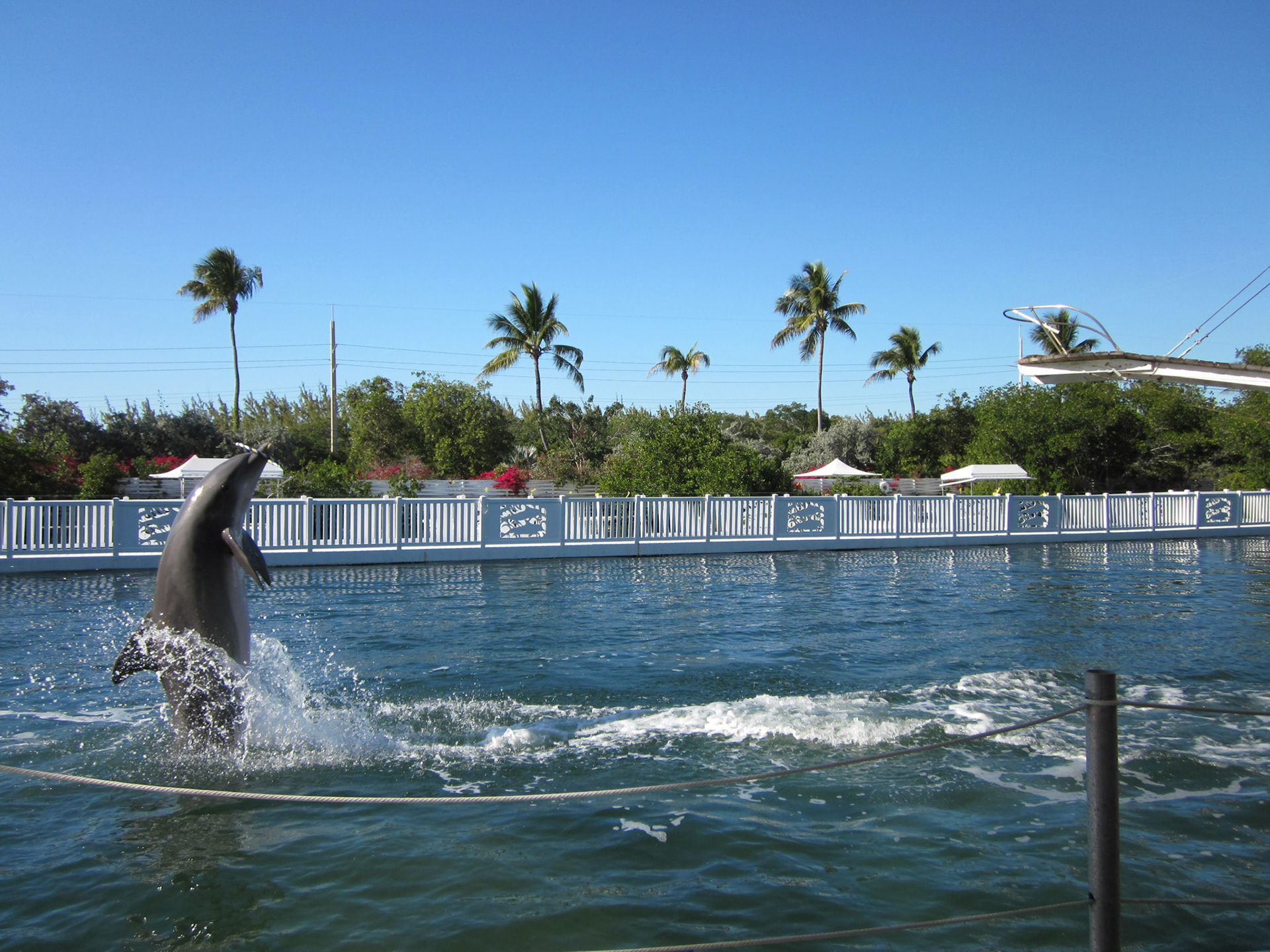 Delfinshow