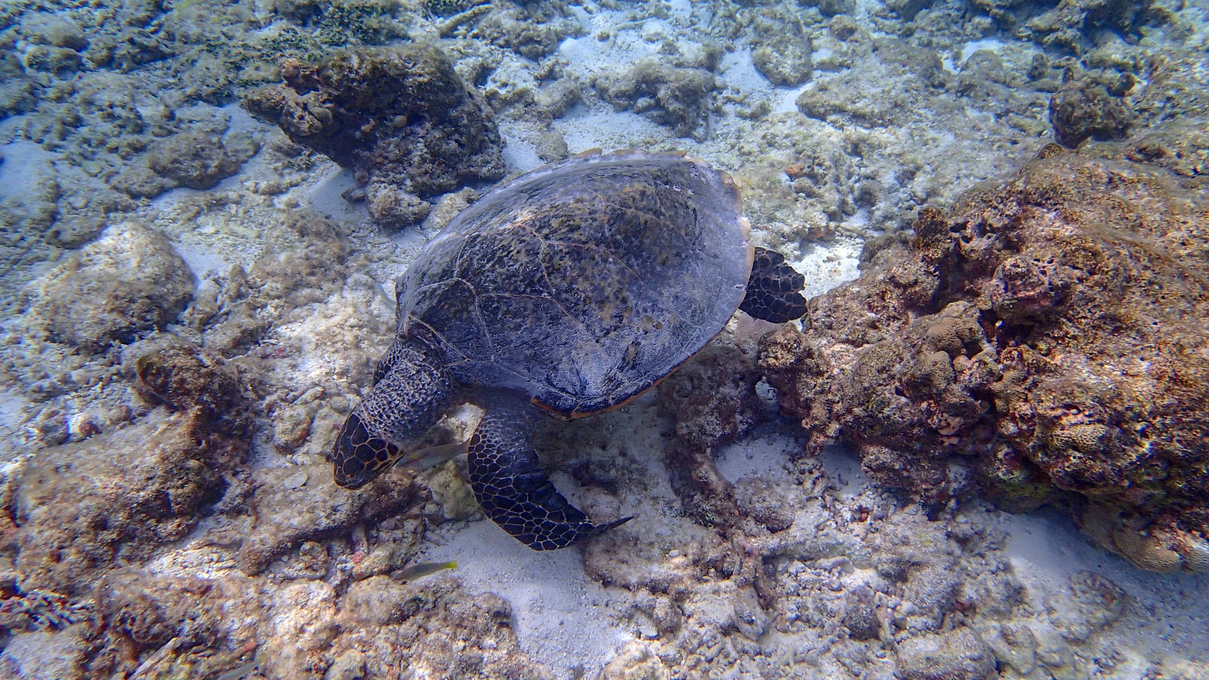 Snorkleudflugt til et skildpadderev