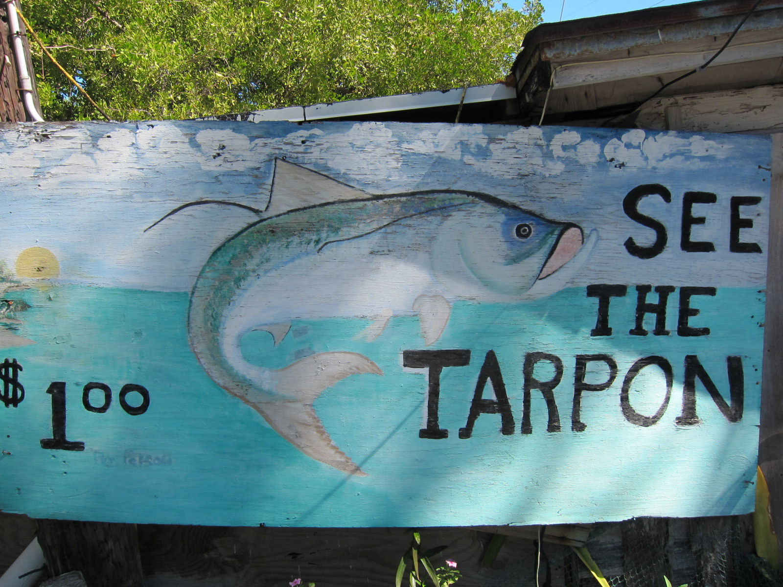 Det var Tarpons vi fodrede