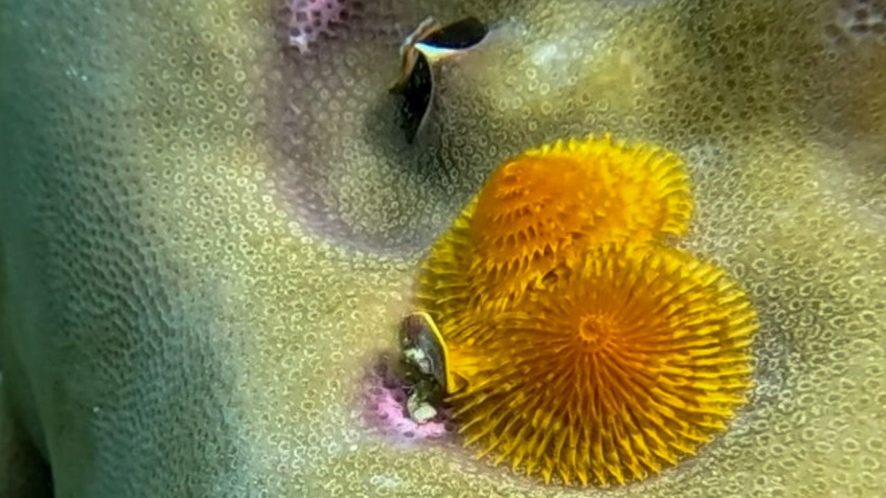 Christmas tree worm på koral