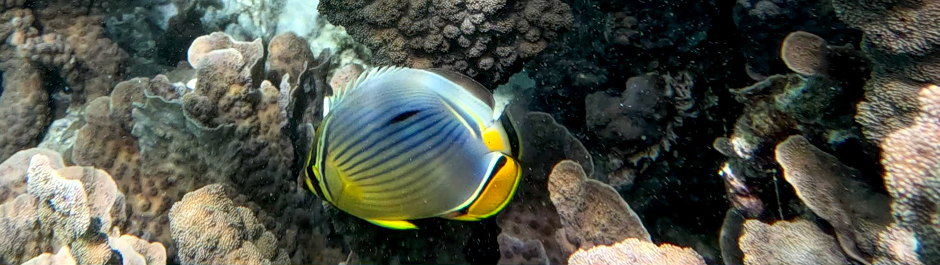 Der var mange fine fisk