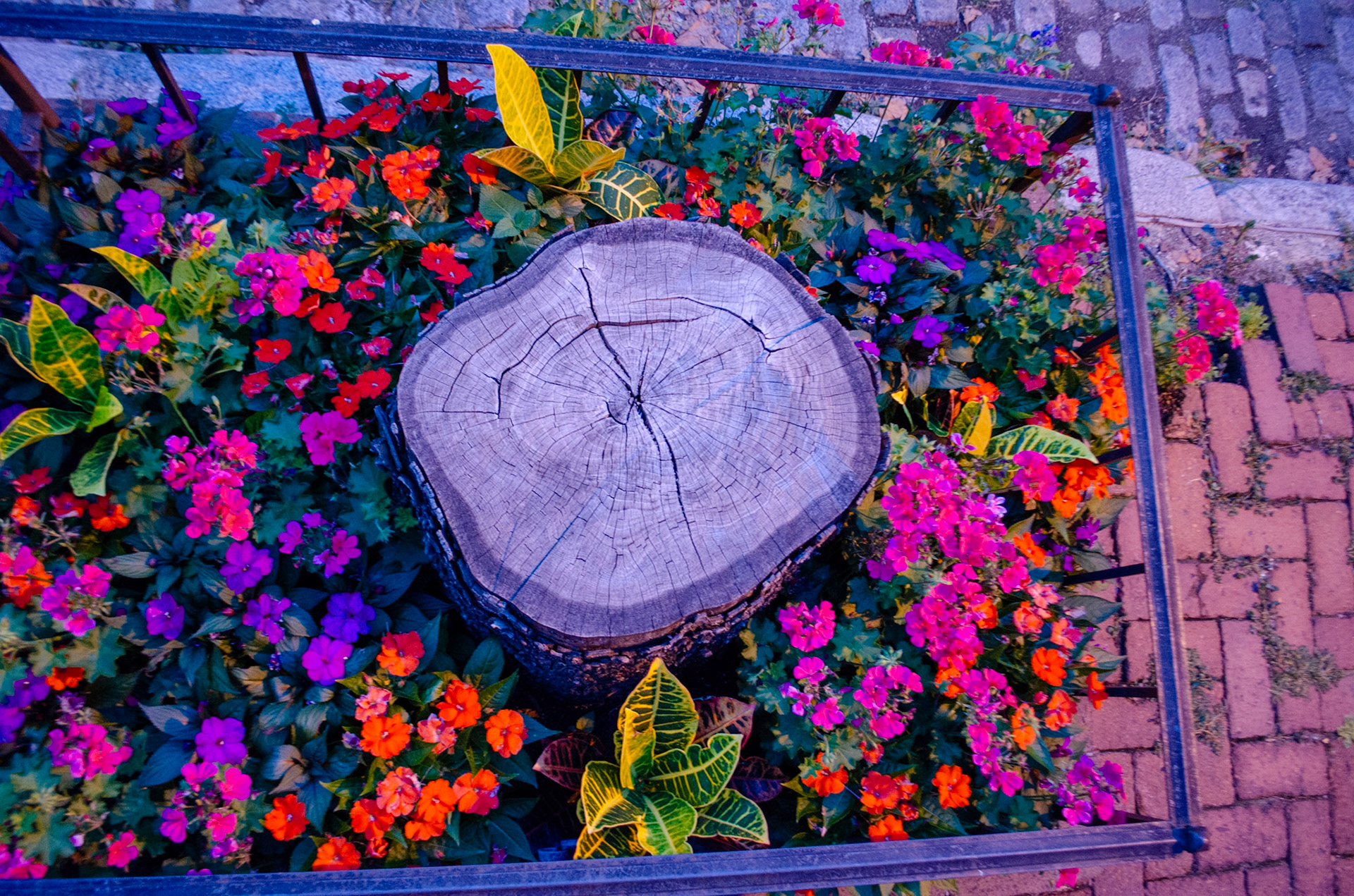 Fine blomster ved Penns landing