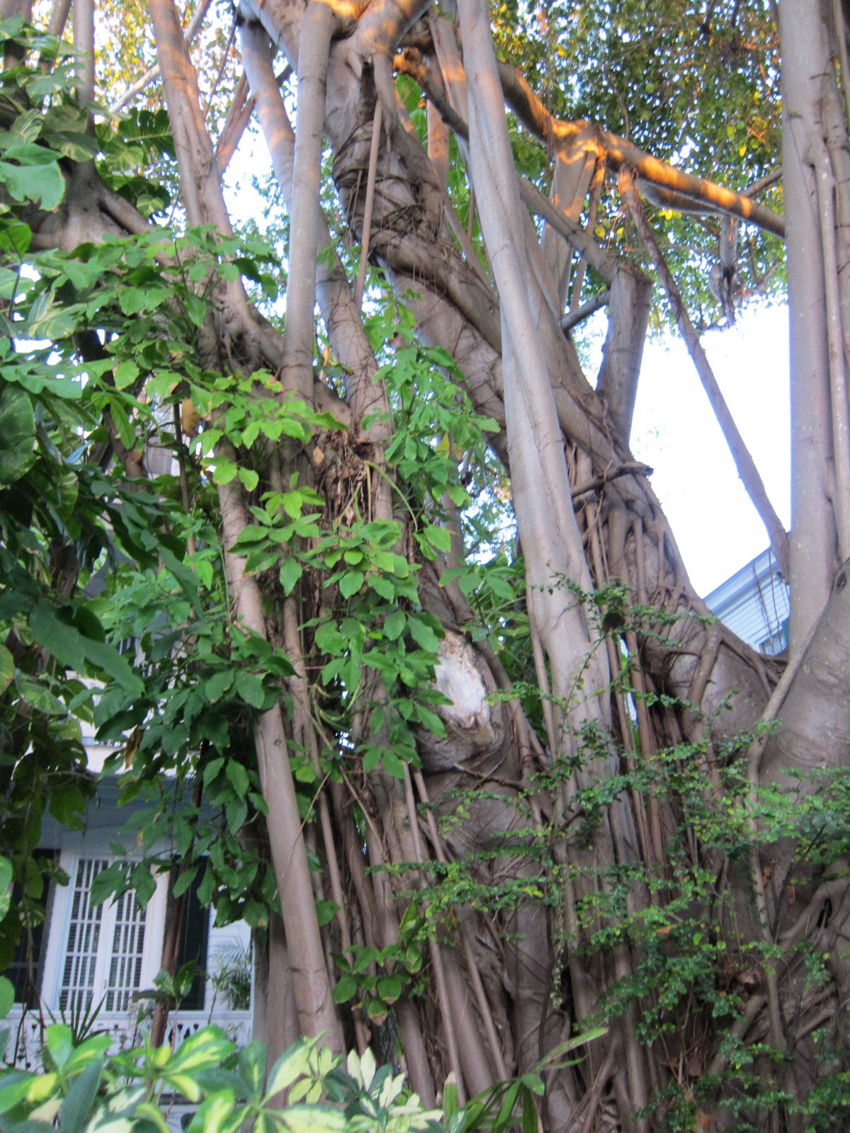Banyan tree