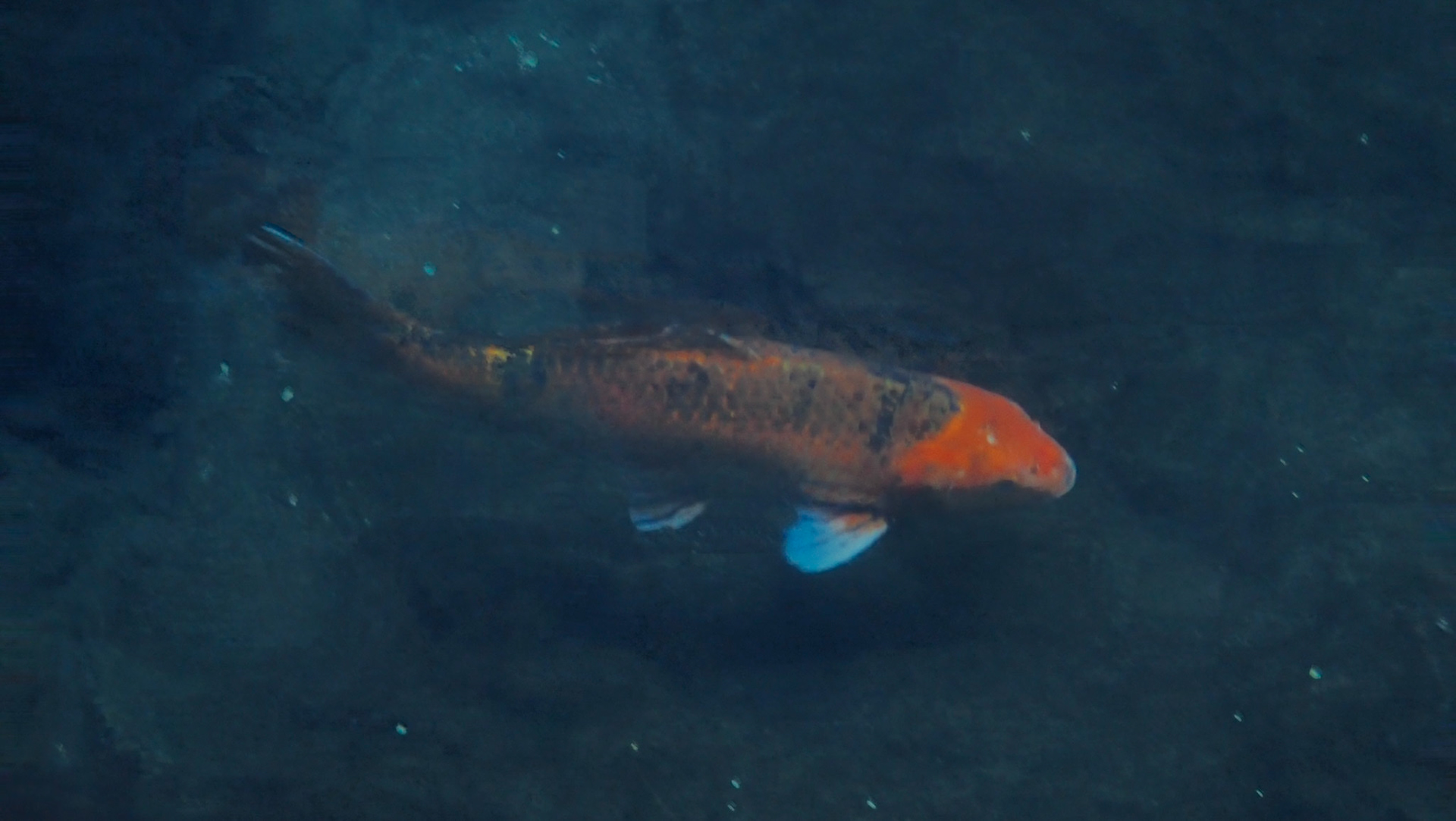 Fisk