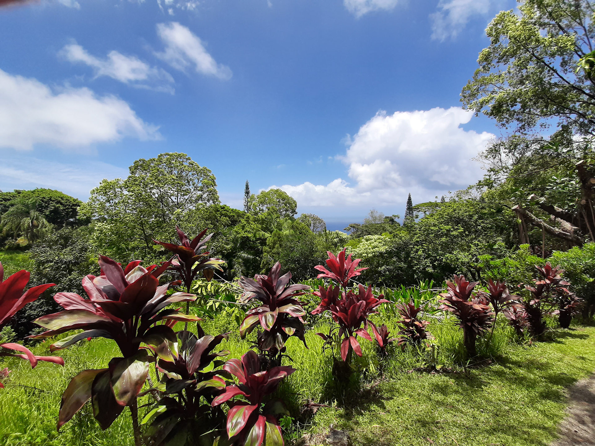 Garden of Eden