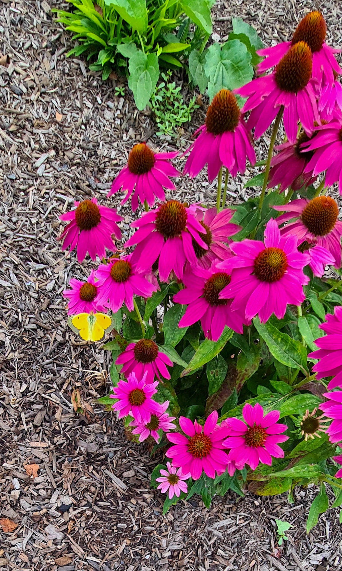Fin lille sommerfugl i fine blomster