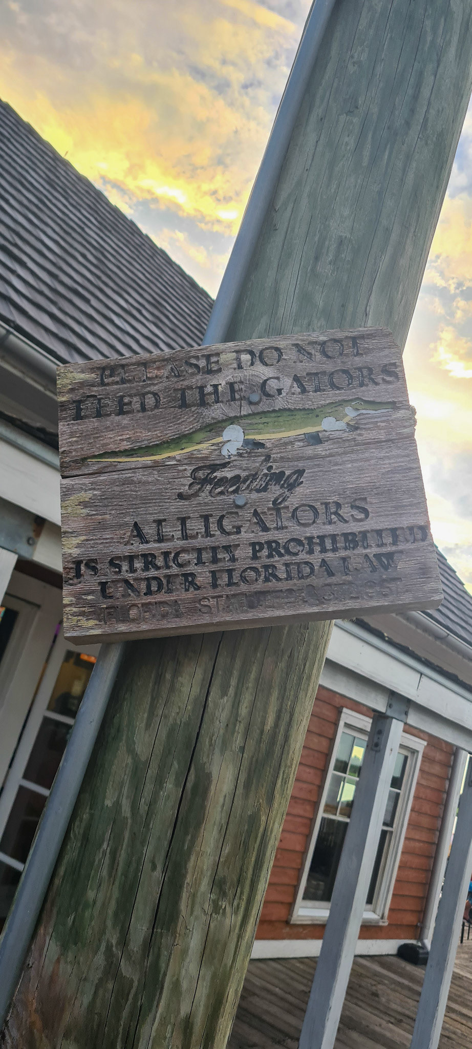 Vi ville gerne have set en - men det blev kun til en skildpadde.
