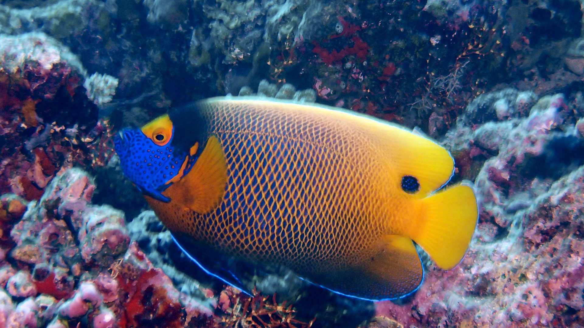 Fin fisk