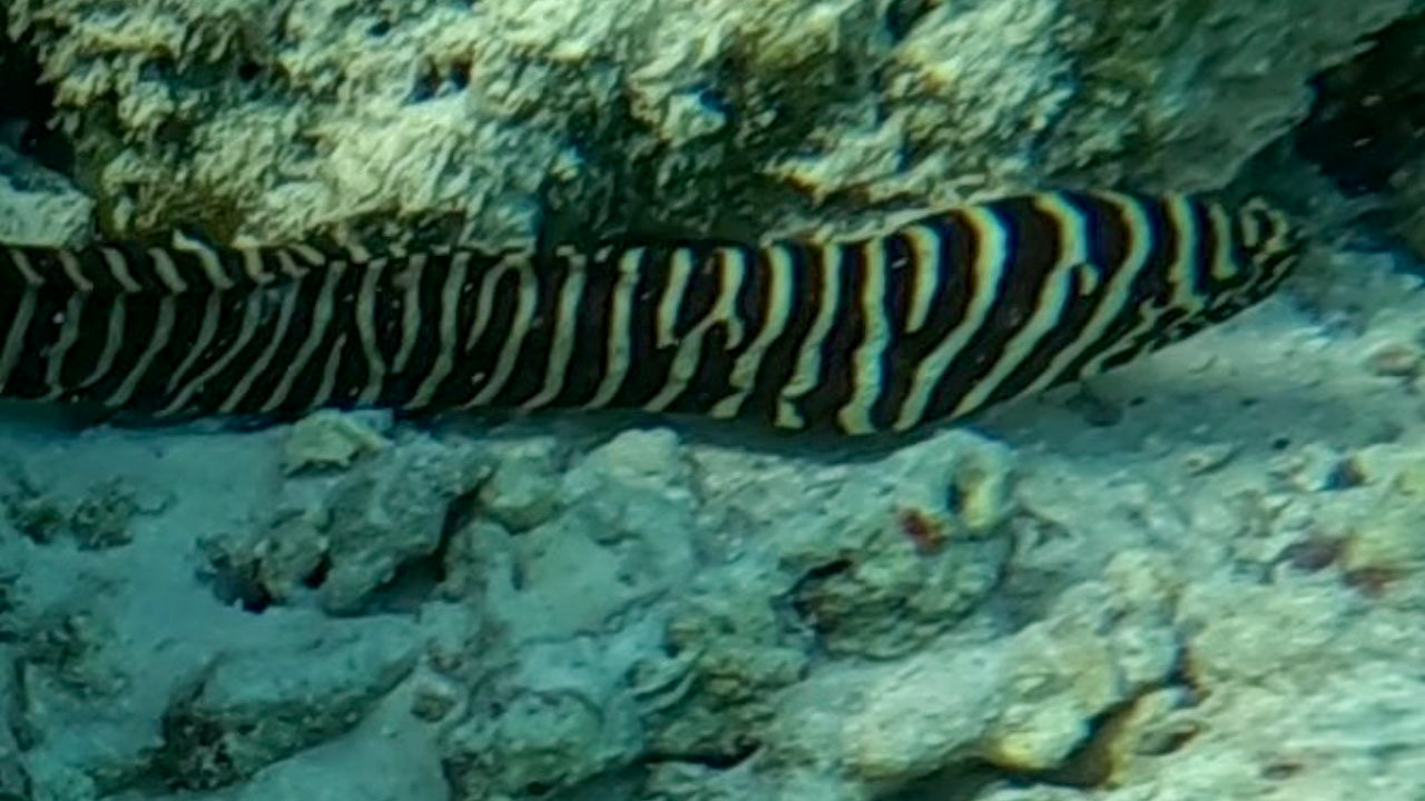 Zebra muræne på husrevet. Vi troede først det var en slange...