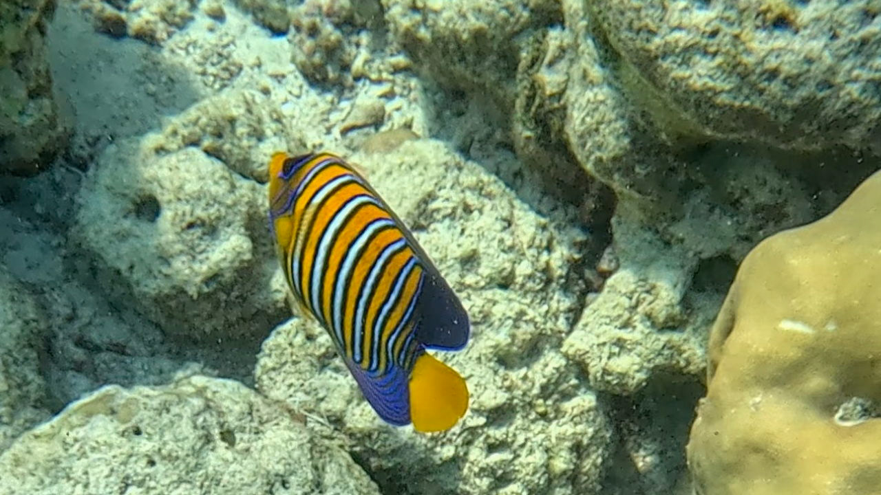 Angelfish på husrevet