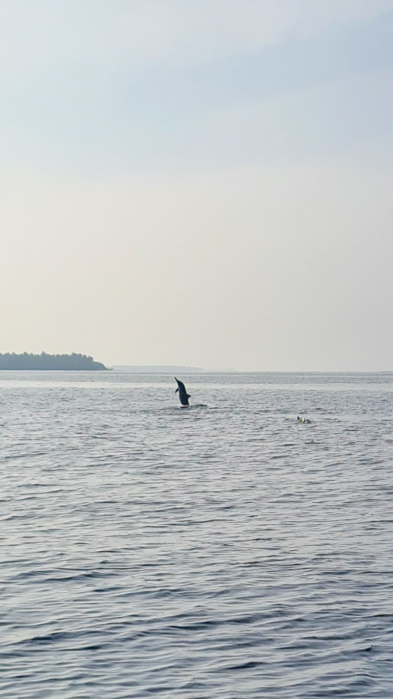 Springende delfin på manta ray turen