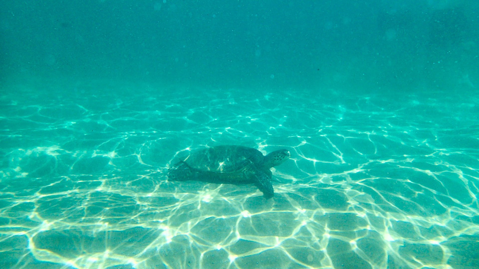 Skildpadde