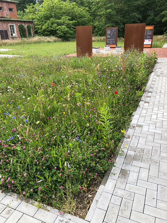 Blumenwiese als Grünflächenbepflanzung