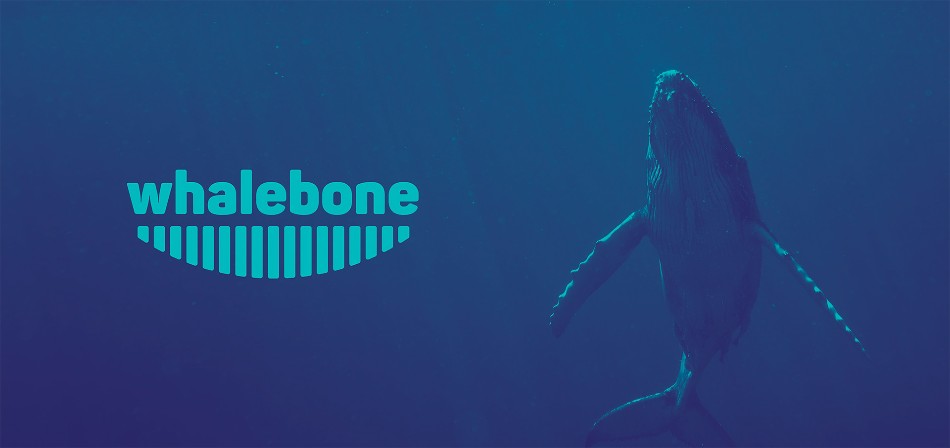 Adam Marcilis - Whalebone