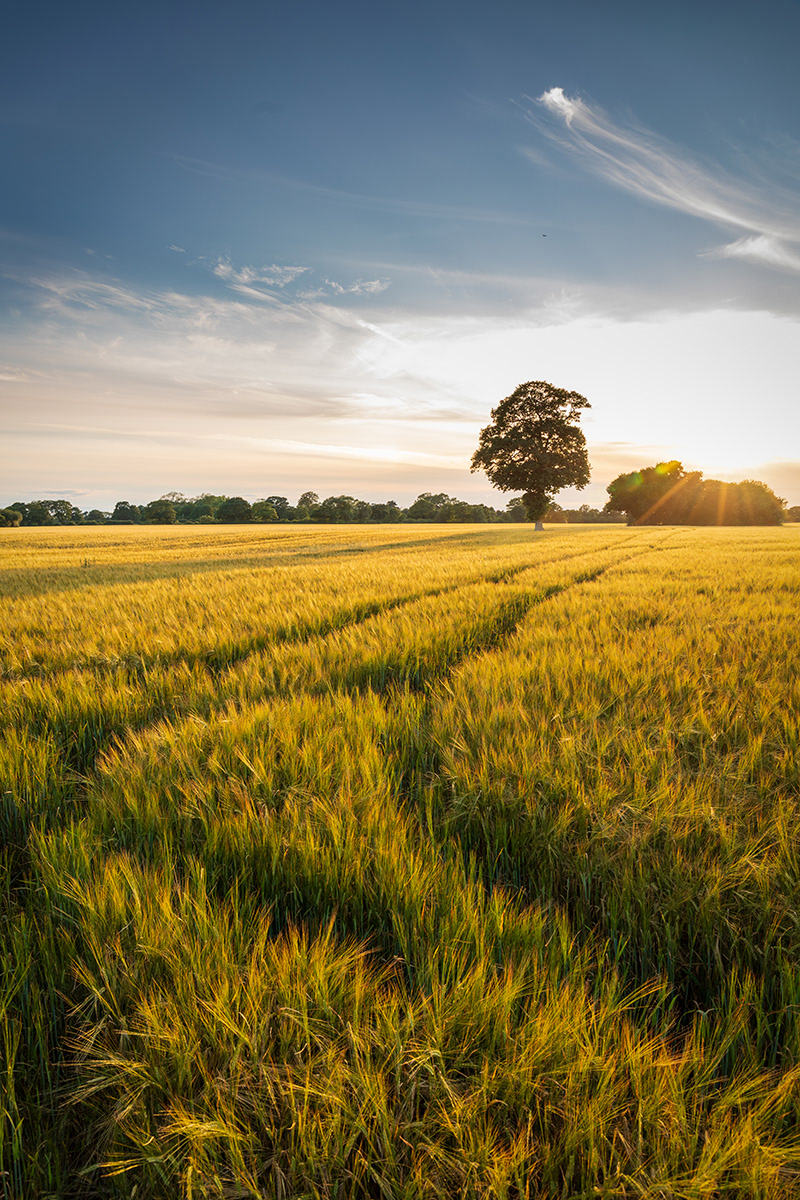 Corn Field