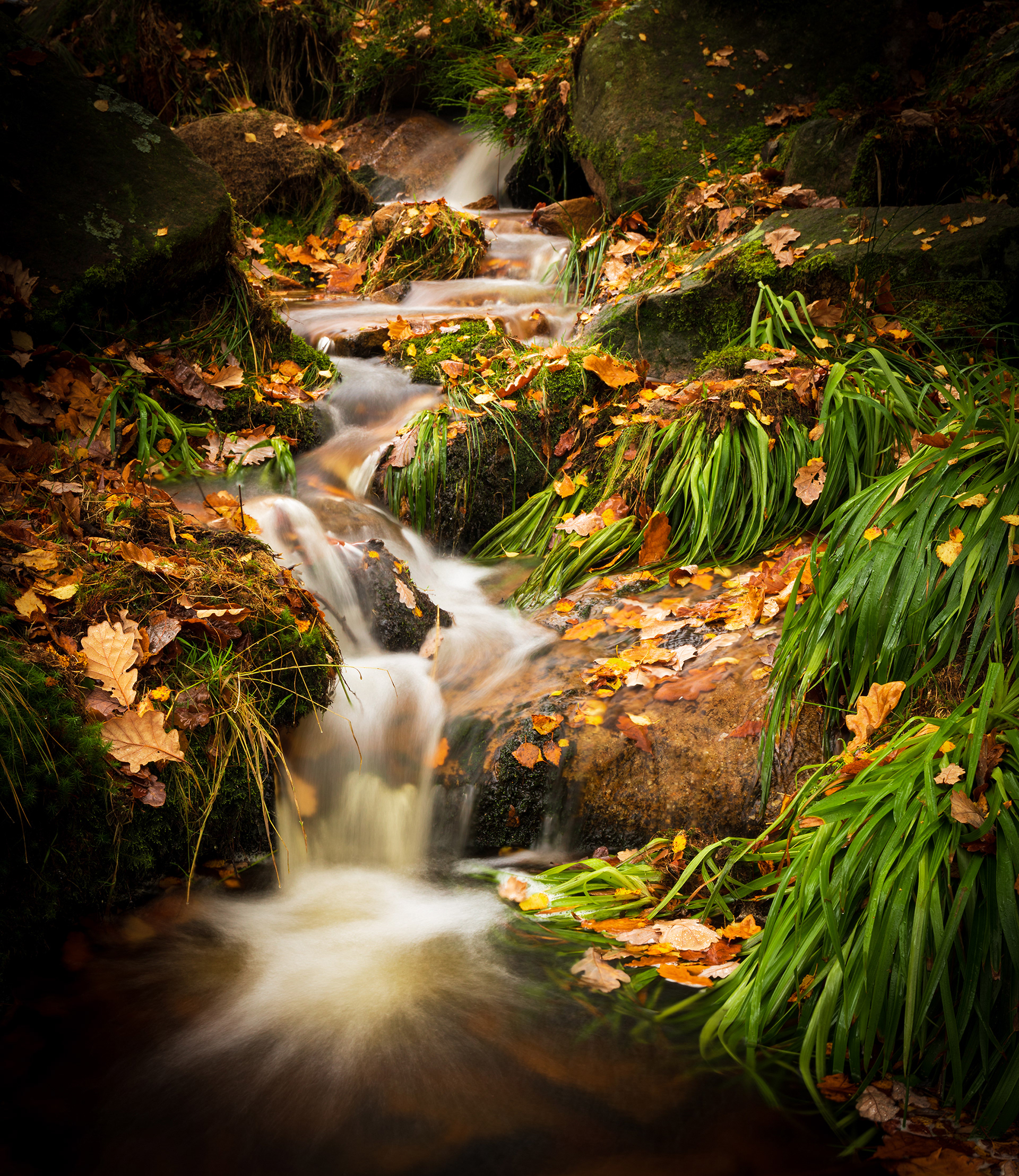 Autumn Stream