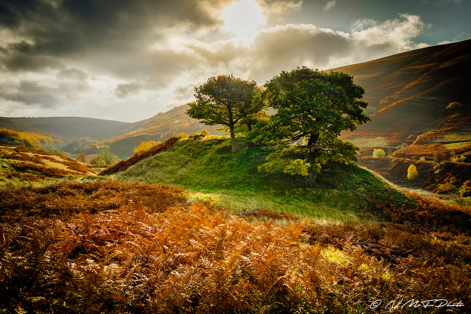 Back lit trees on the Snake Pass