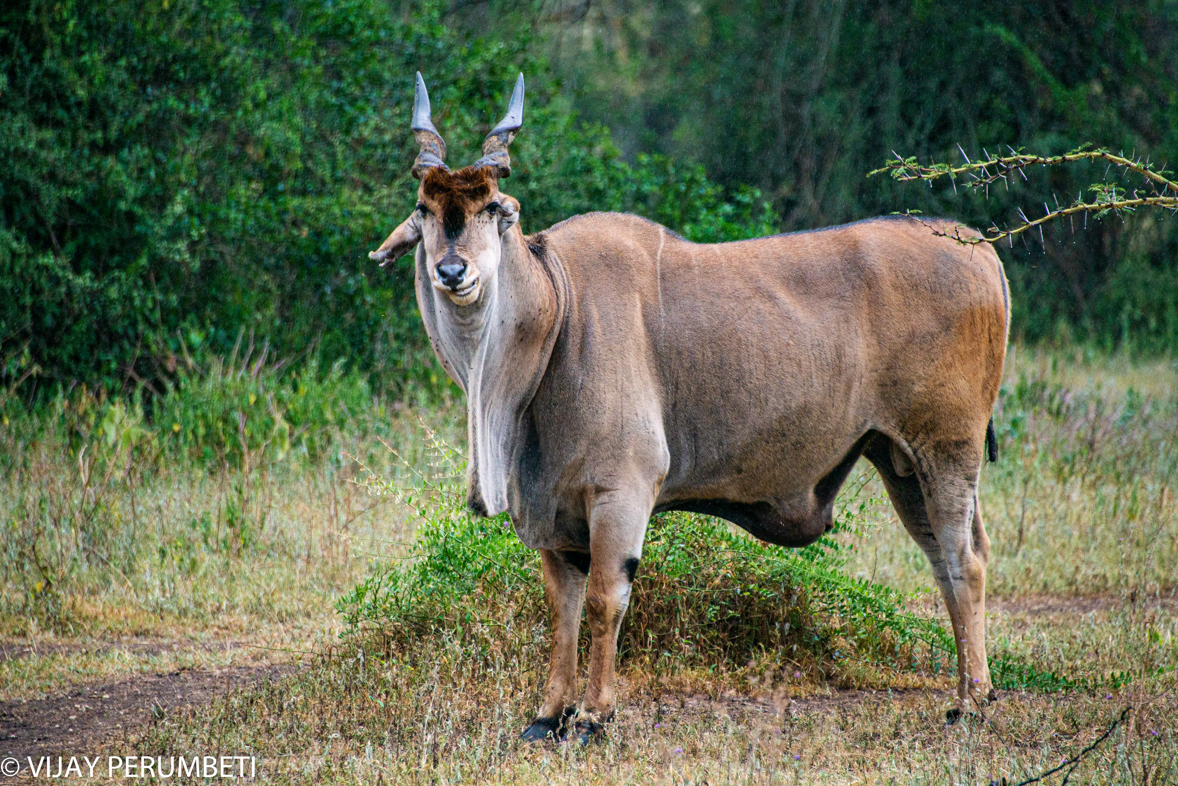 Eland Antelope