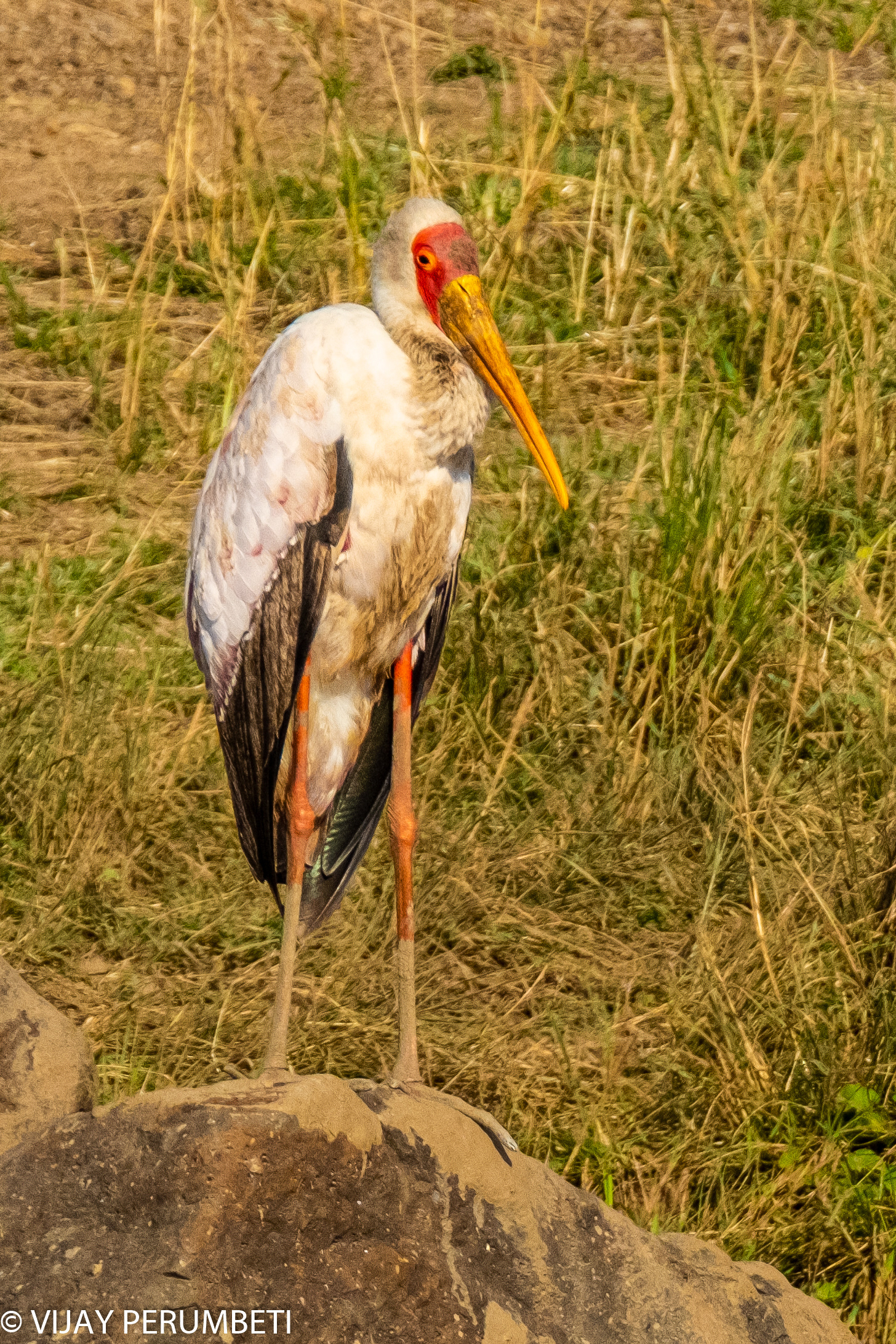Yellow Billed Stork