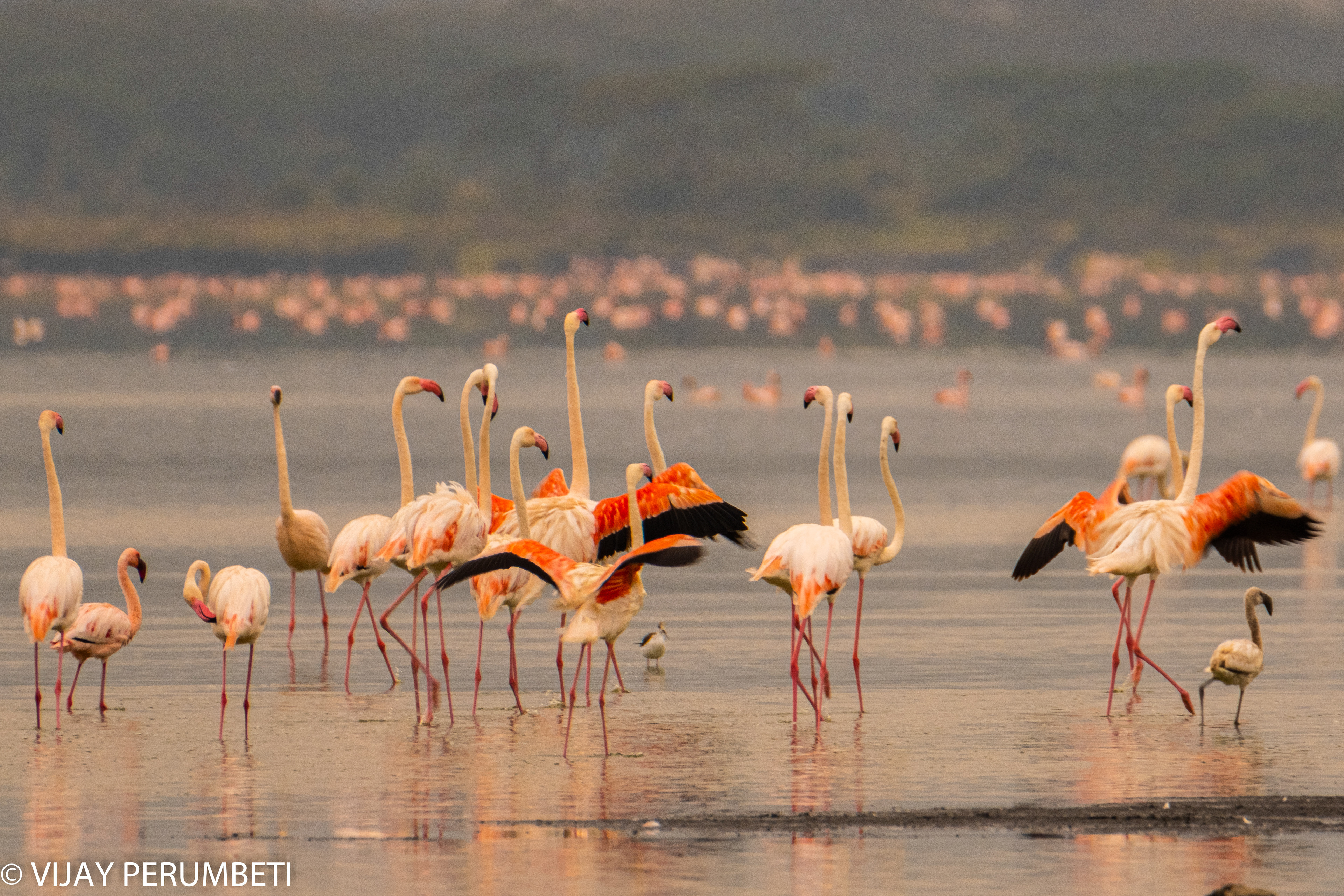 Greater Flamingos