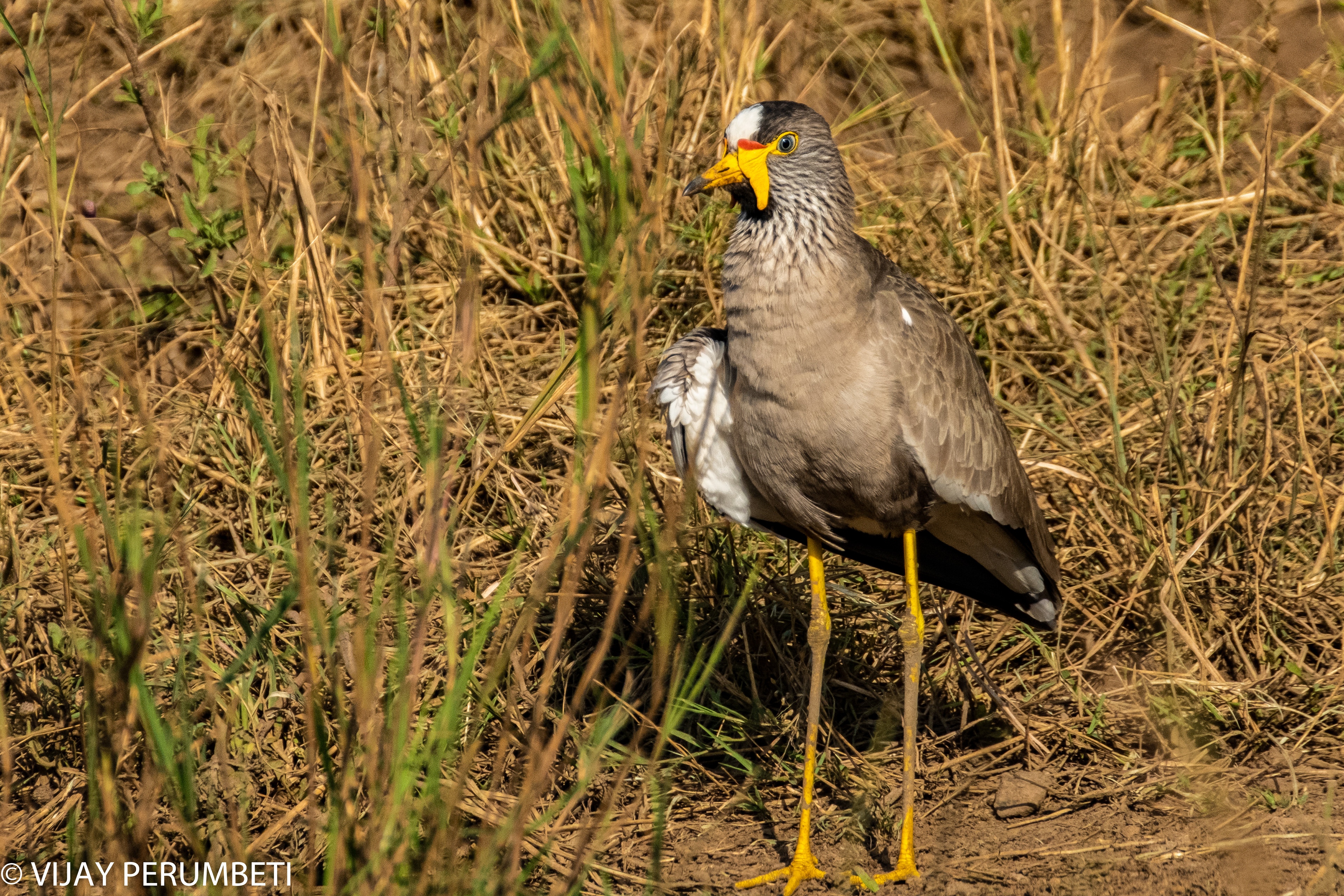 Wattled Lapwig