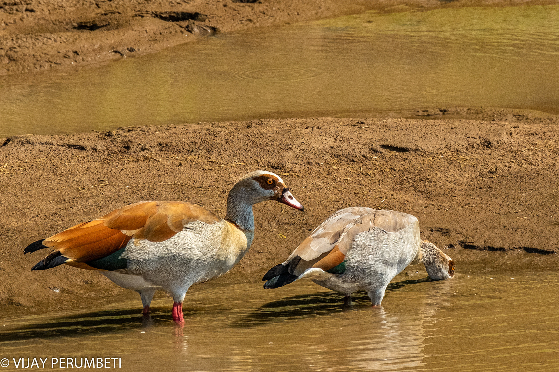 Egyptian Goose