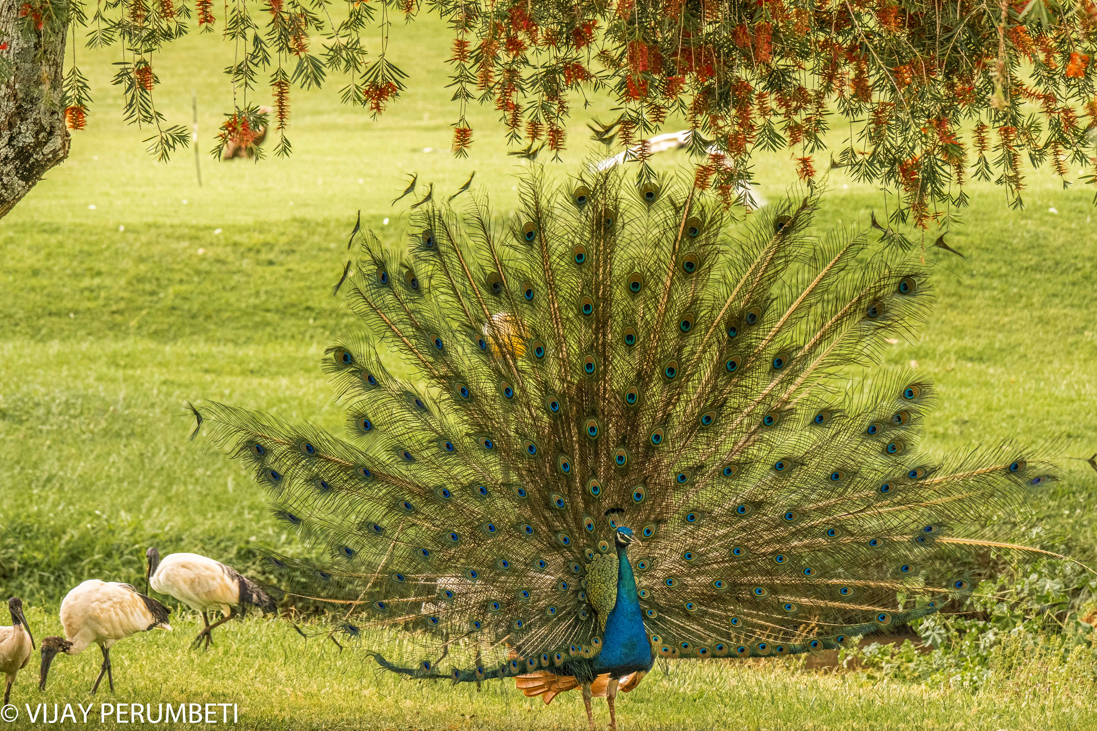 Peacock
